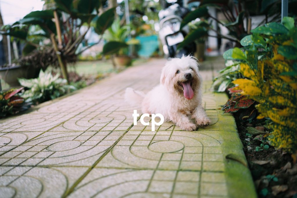 Tám Cuộn Phim - Những mảnh ghép bình yên của hạnh phúc giản đơn