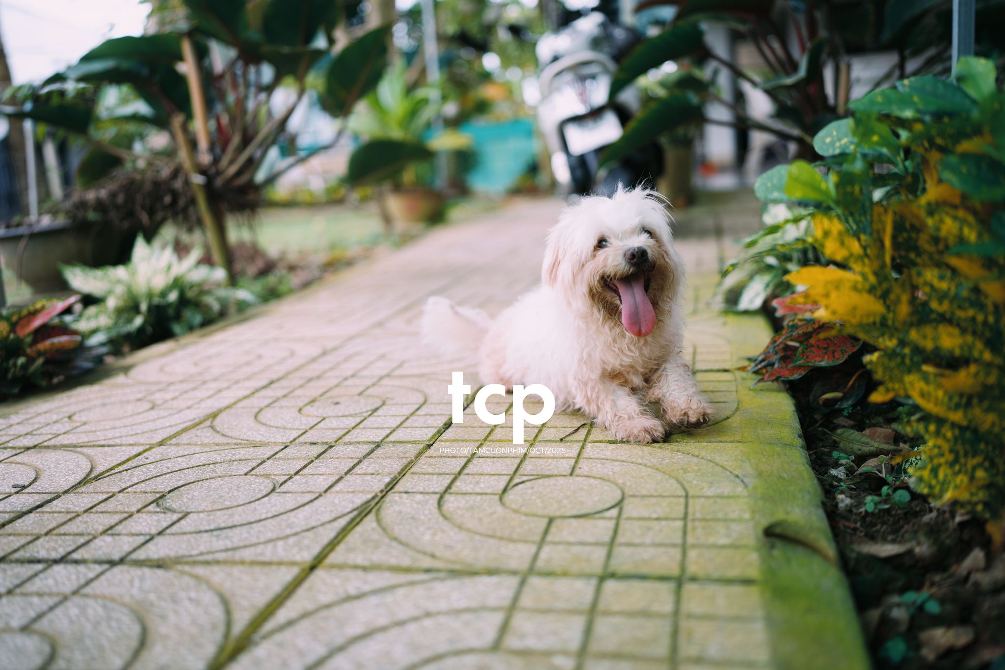 Tám Cuộn Phim - Những mảnh ghép bình yên của hạnh phúc giản đơn