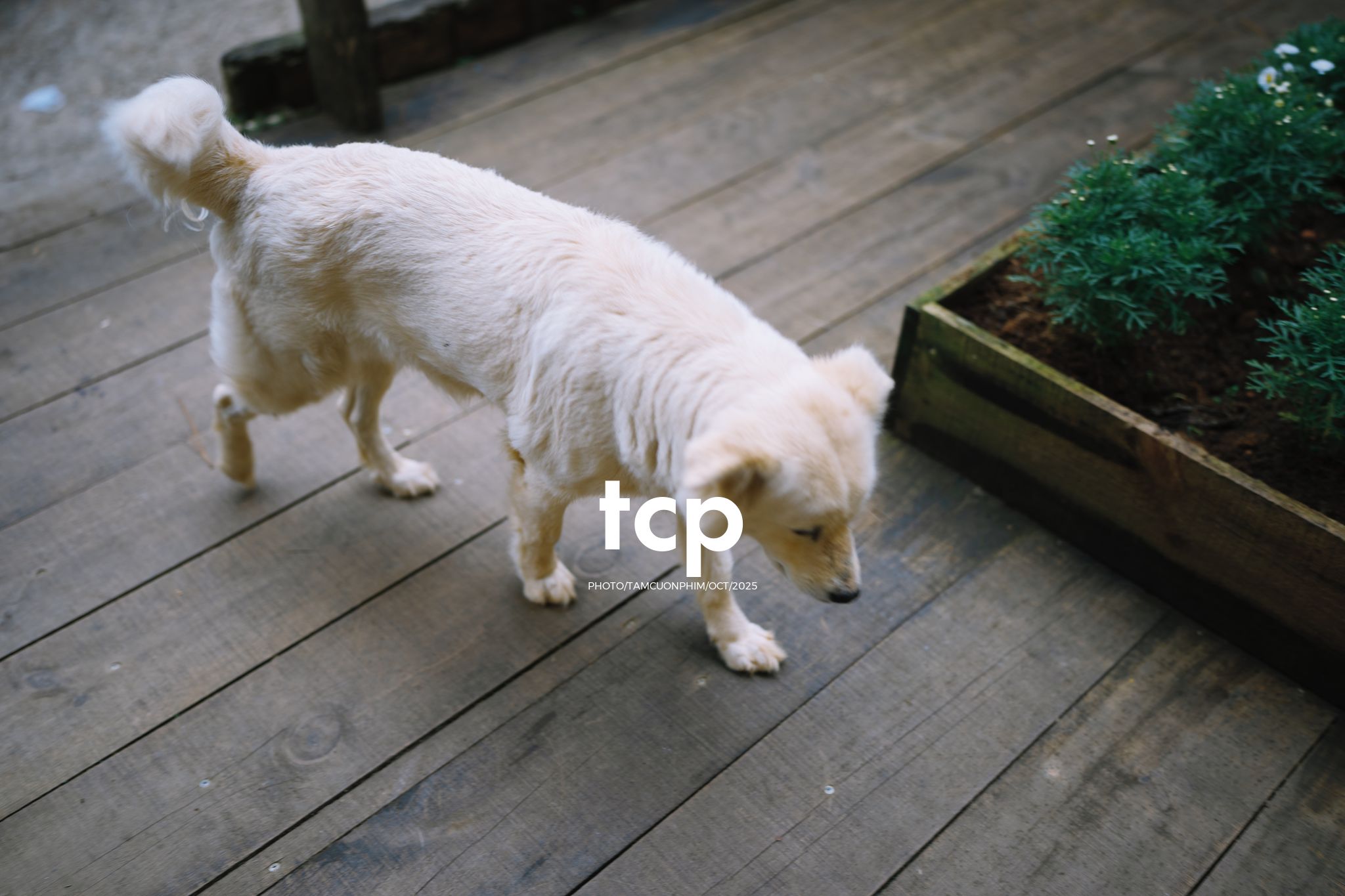 Tám Cuộn Phim - Khi cả đàn quyết định chiếm đóng vỉa hè phố núi