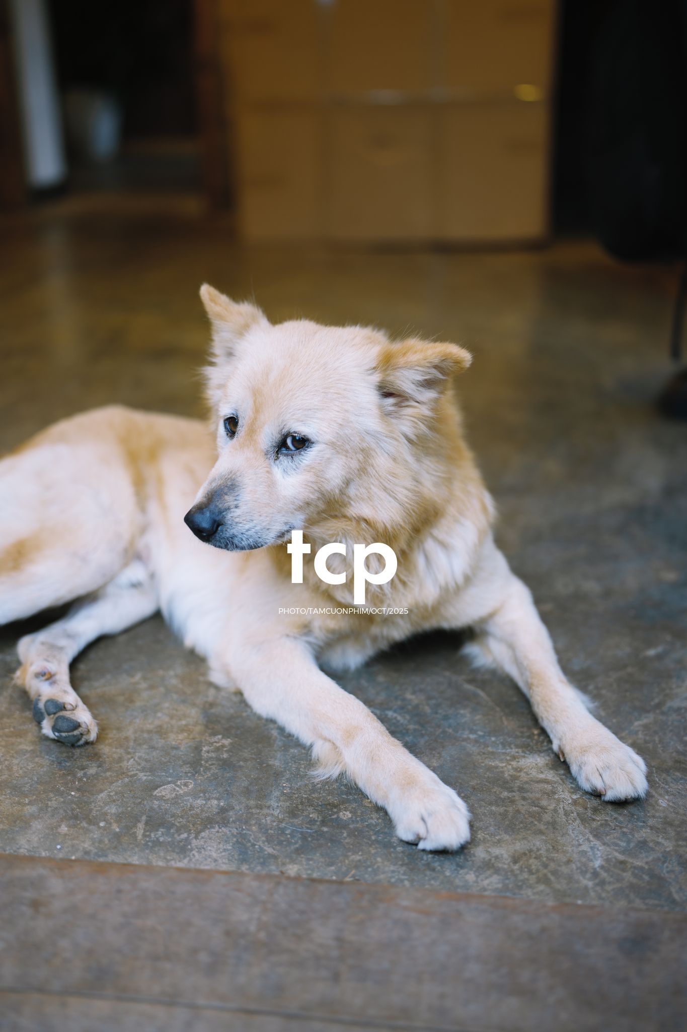 Tám Cuộn Phim - Khi cả đàn quyết định chiếm đóng vỉa hè phố núi