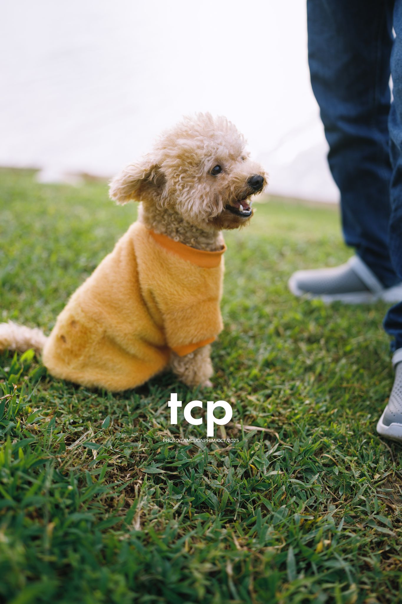 Tám Cuộn Phim - Khi cả đàn quyết định chiếm đóng vỉa hè phố núi