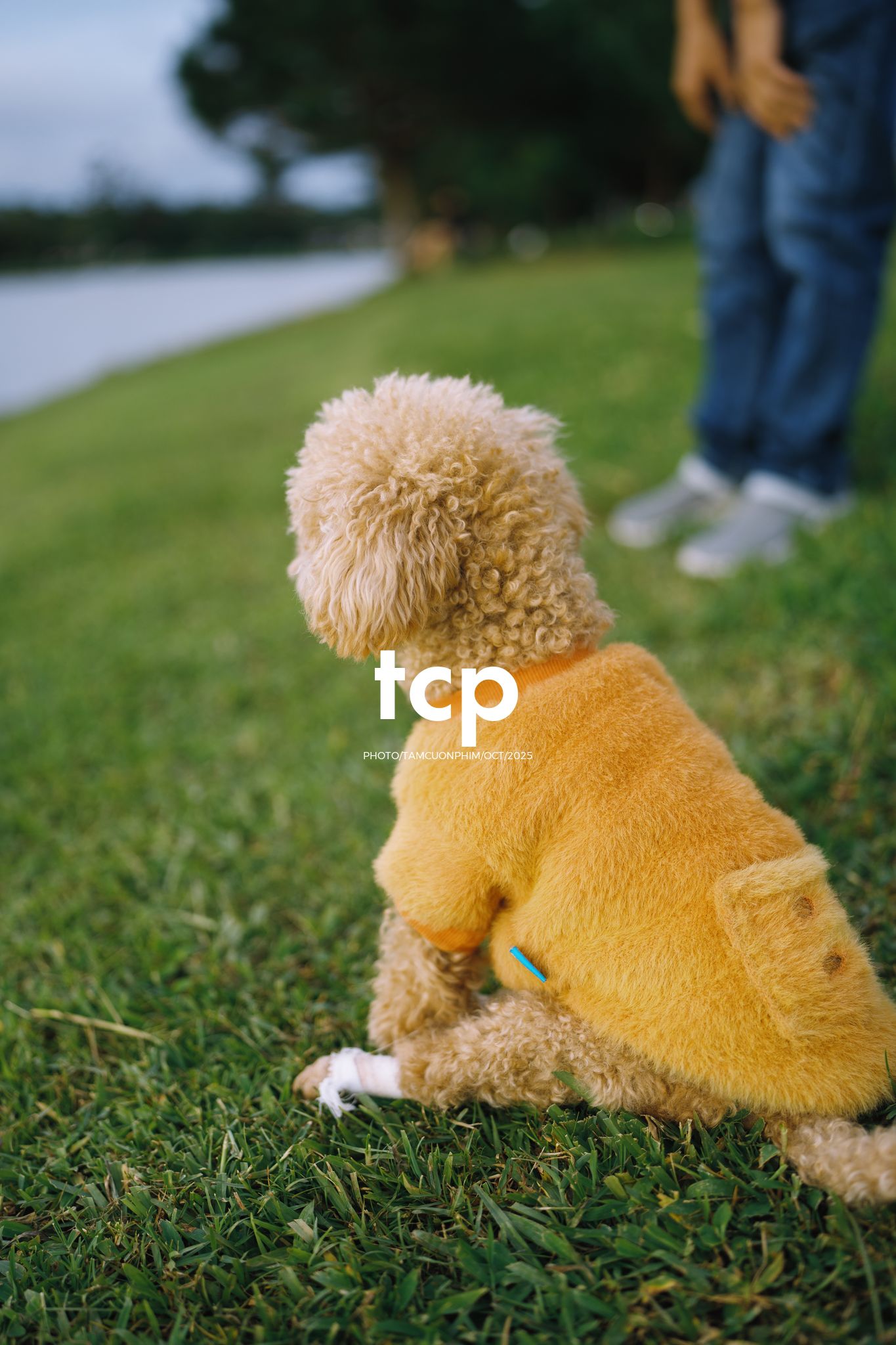 Tám Cuộn Phim - Khi cả đàn quyết định chiếm đóng vỉa hè phố núi