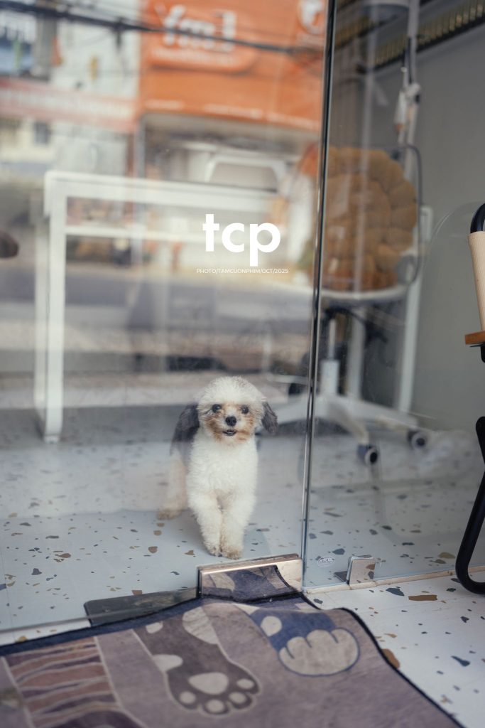 Tám Cuộn Phim - Khi cả đàn quyết định chiếm đóng vỉa hè phố núi