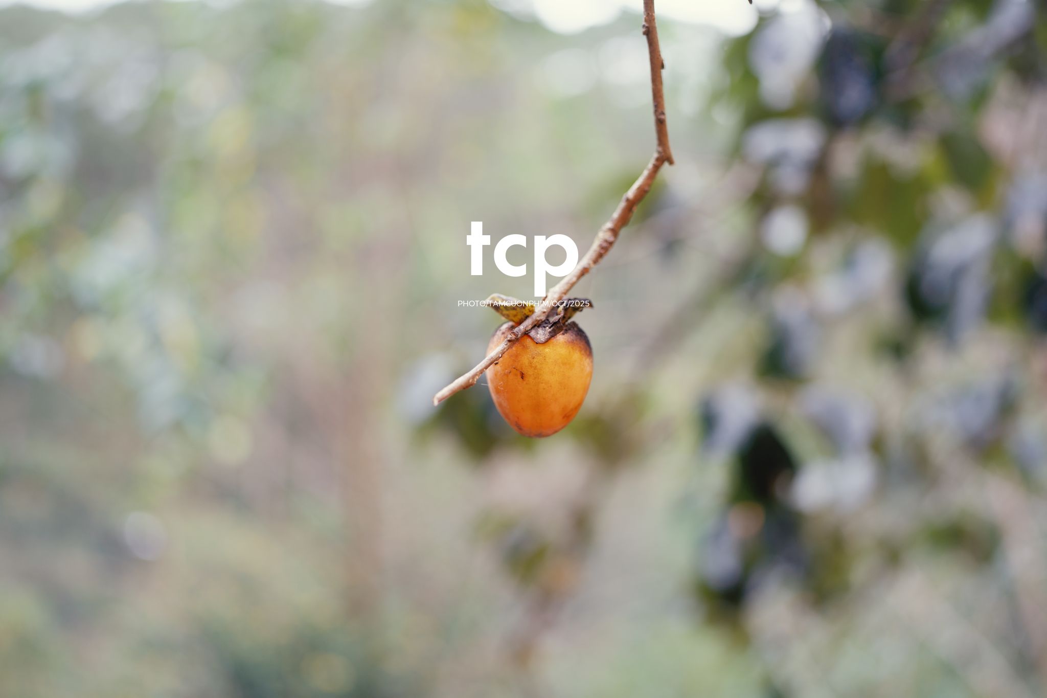 Tám Cuộn Phim - Khi cả đàn quyết định chiếm đóng vỉa hè phố núi