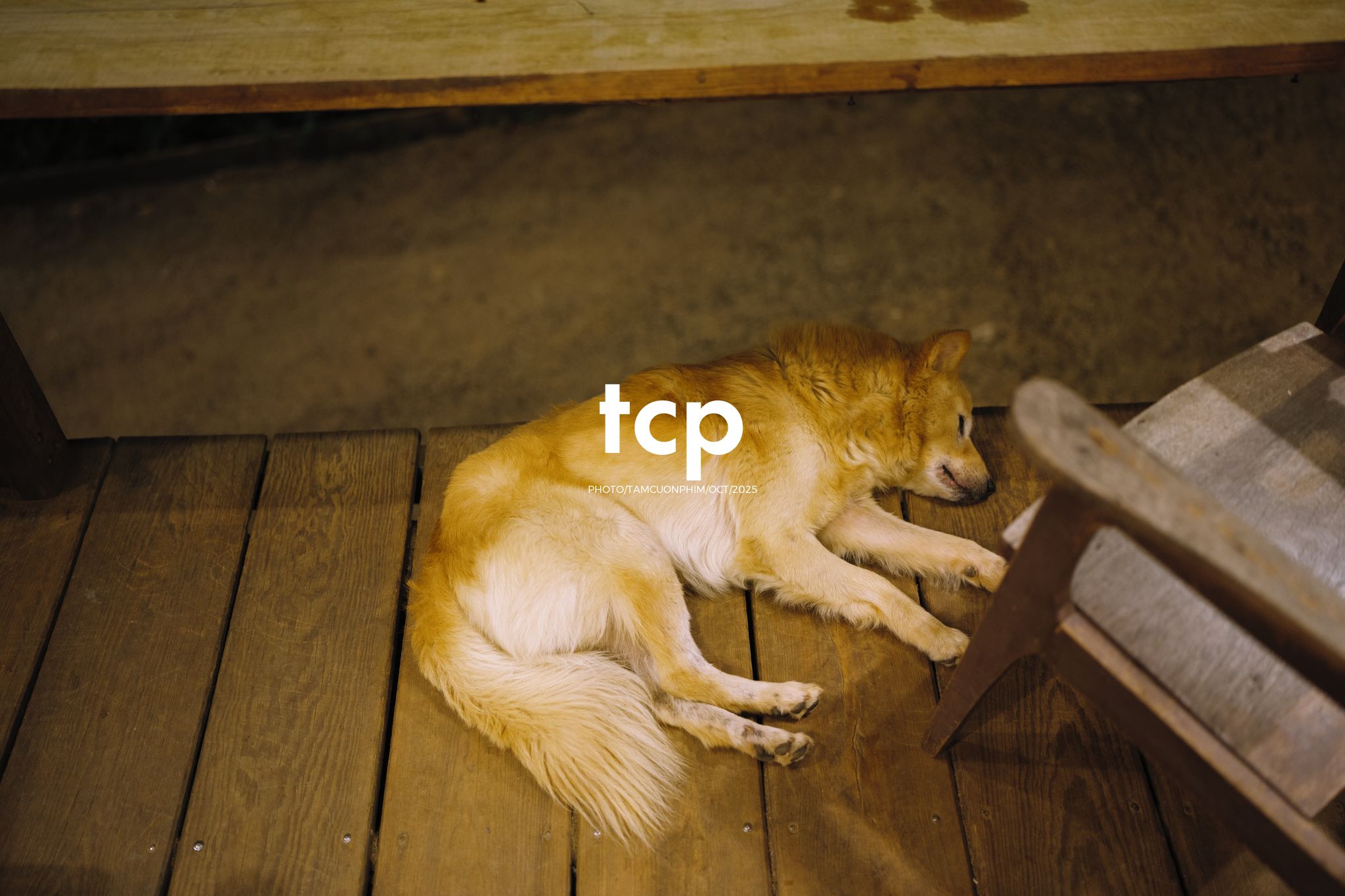 Tám Cuộn Phim - Khi cả đàn quyết định chiếm đóng vỉa hè phố núi