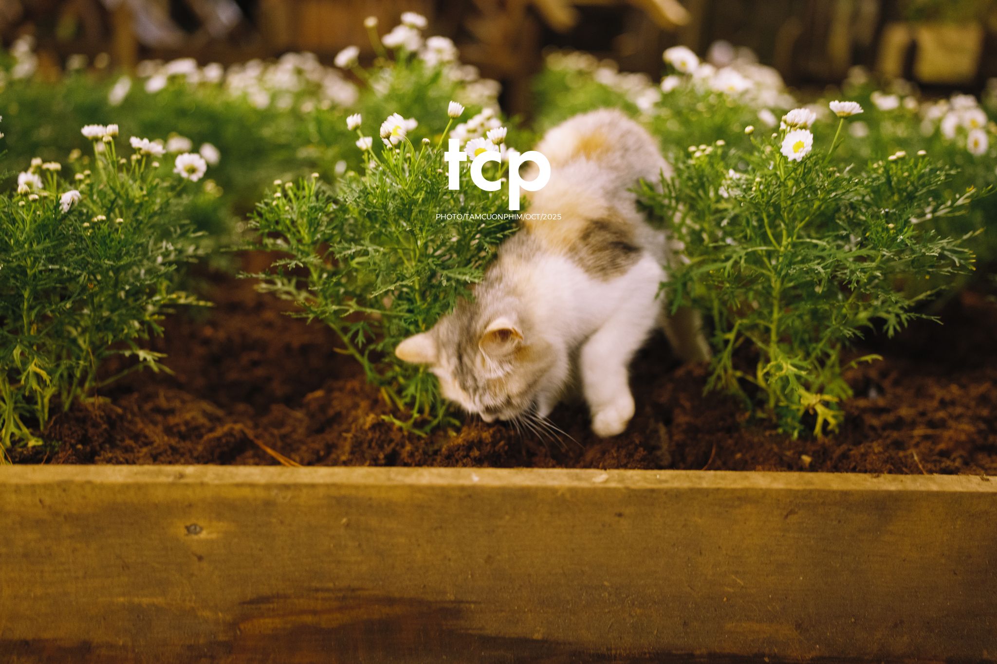 Tám Cuộn Phim - Khi cả đàn quyết định chiếm đóng vỉa hè phố núi