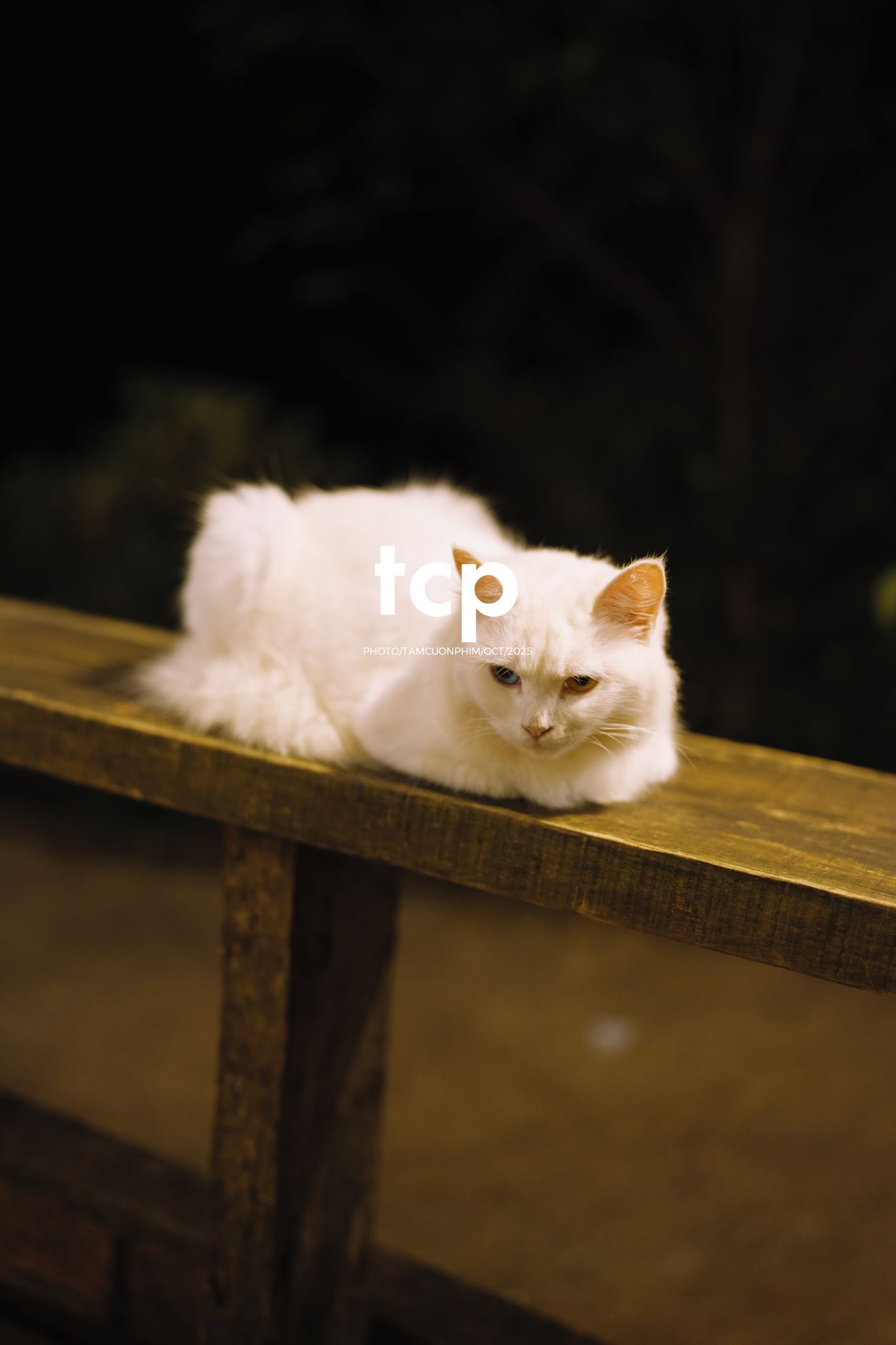 Tám Cuộn Phim - Khi cả đàn quyết định chiếm đóng vỉa hè phố núi