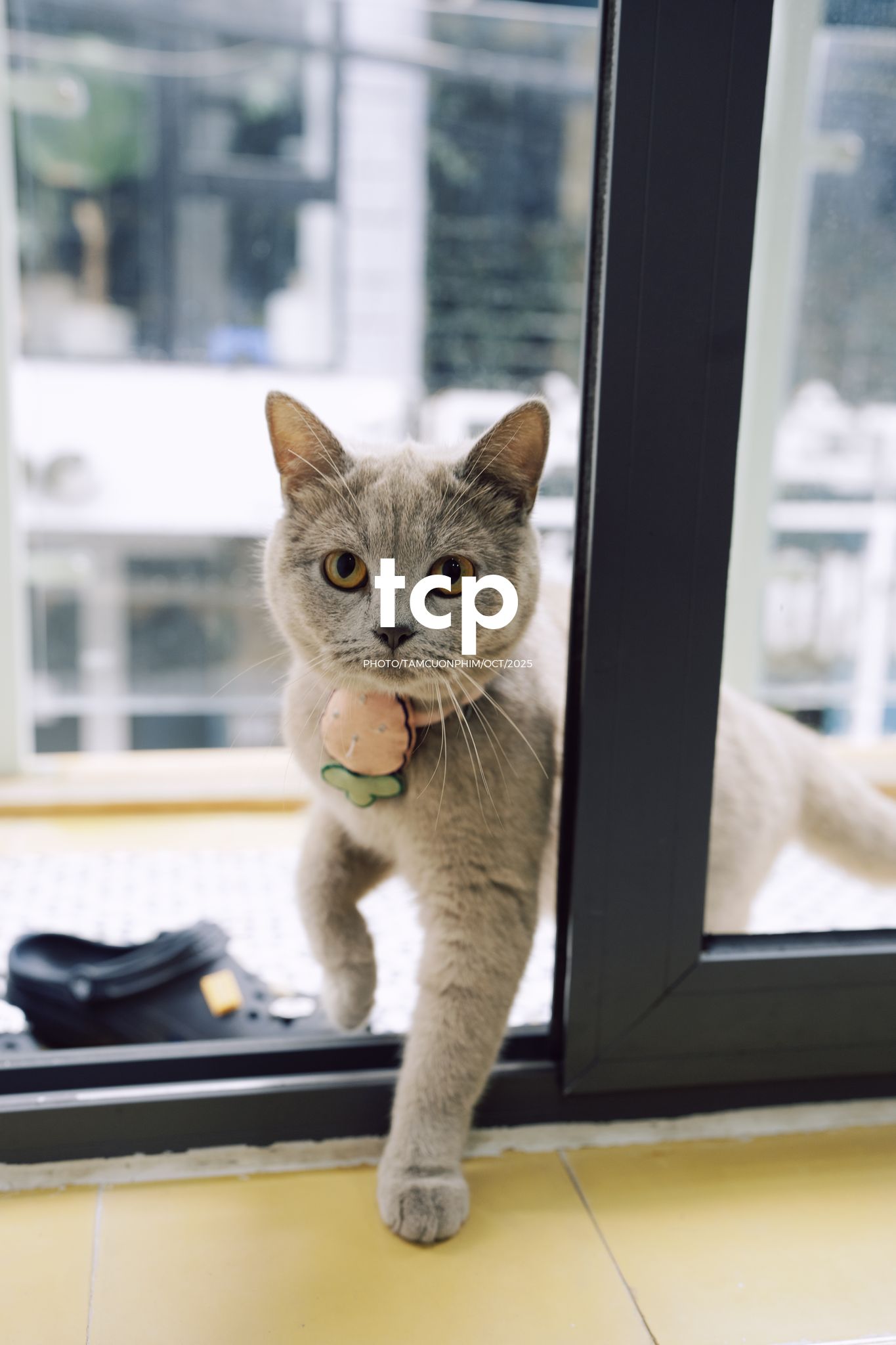 Tám Cuộn Phim - Khi cả đàn quyết định chiếm đóng vỉa hè phố núi