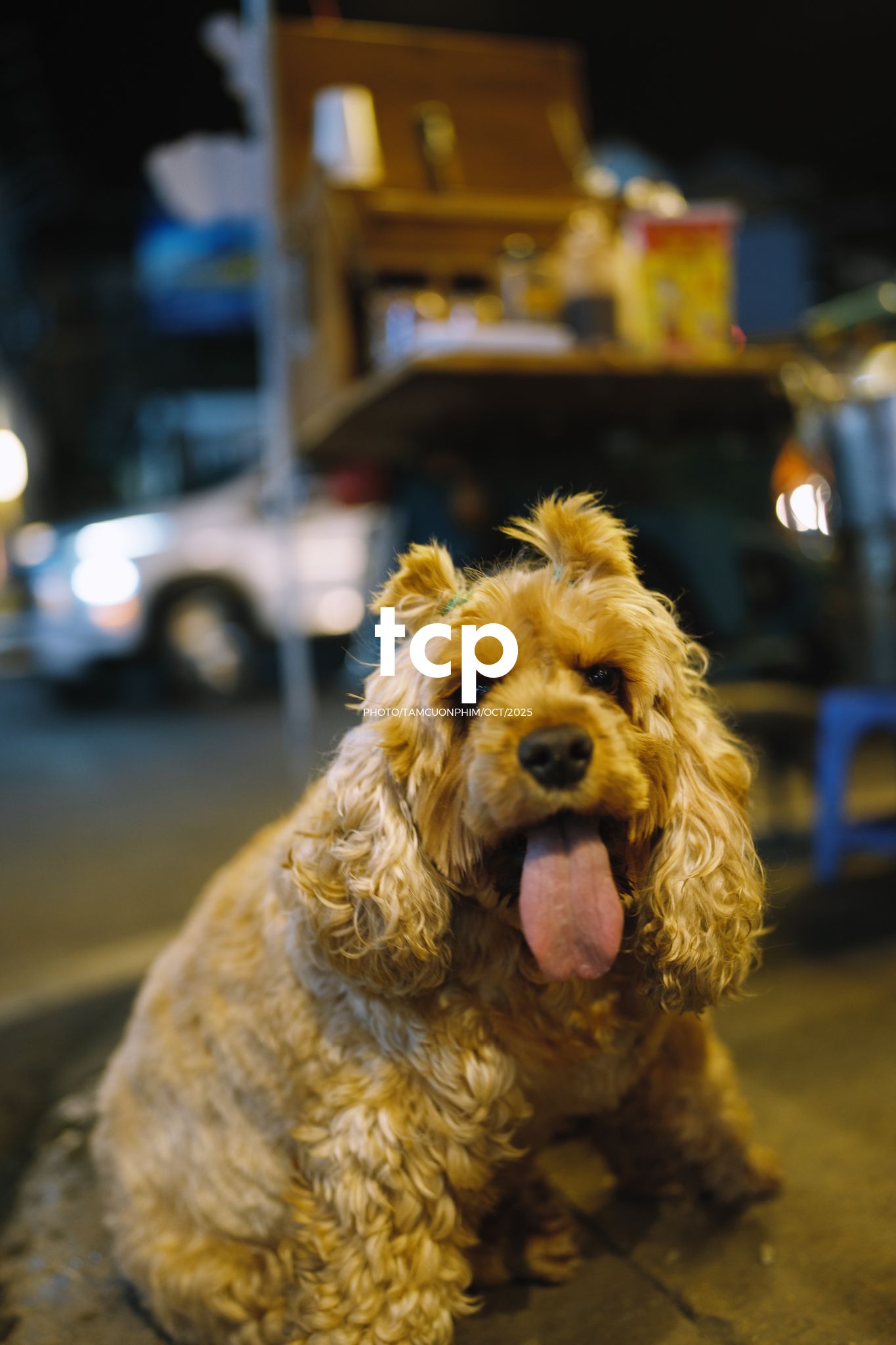 Tám Cuộn Phim - Khi cả đàn quyết định chiếm đóng vỉa hè phố núi