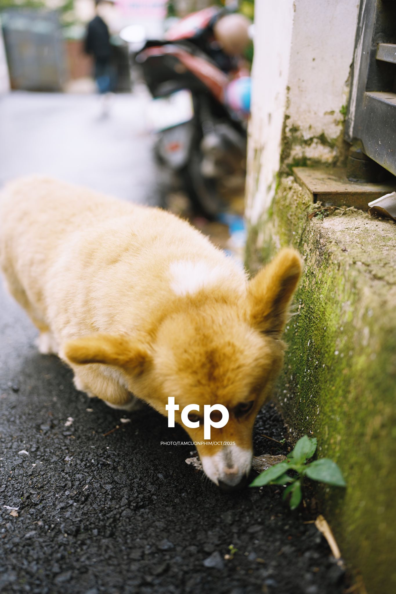 Tám Cuộn Phim - Khi cả đàn quyết định chiếm đóng vỉa hè phố núi