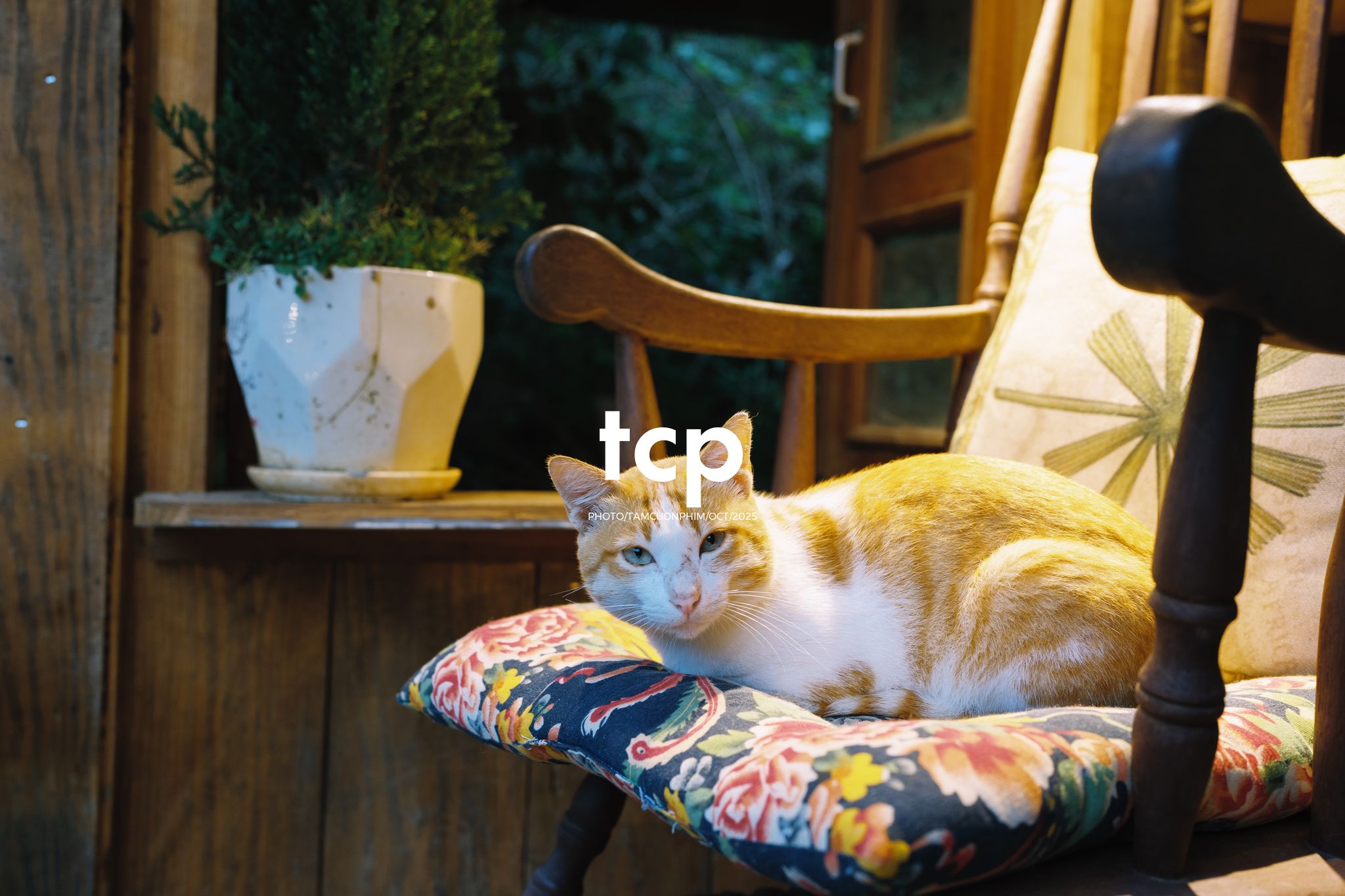 Tám Cuộn Phim - Khi cả đàn quyết định chiếm đóng vỉa hè phố núi