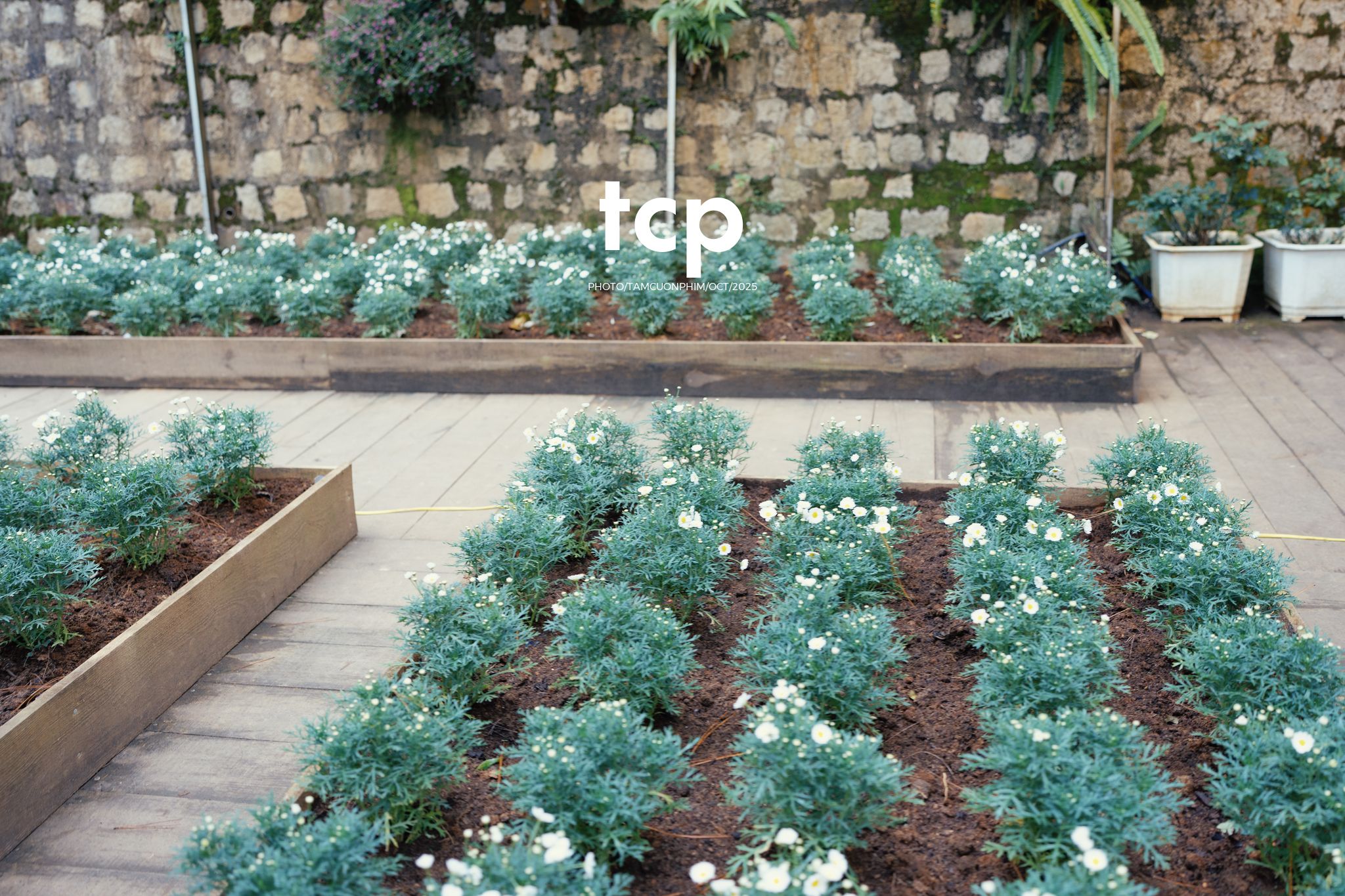 Tám Cuộn Phim - Khi cả đàn quyết định chiếm đóng vỉa hè phố núi