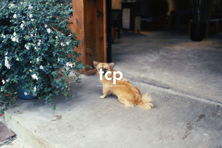 Tám Cuộn Phim - Khi cả đàn quyết định chiếm đóng vỉa hè phố núi