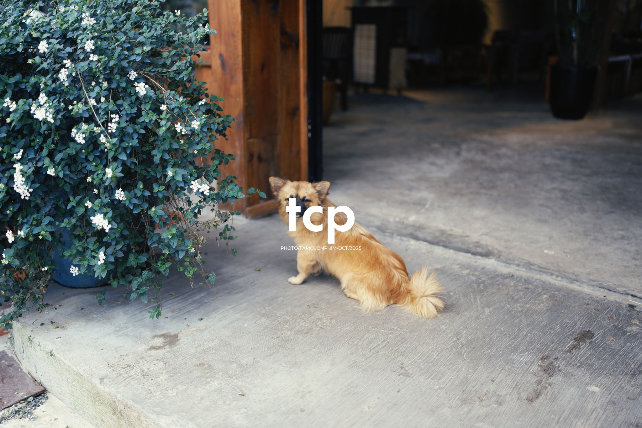 Tám Cuộn Phim - Khi cả đàn quyết định chiếm đóng vỉa hè phố núi