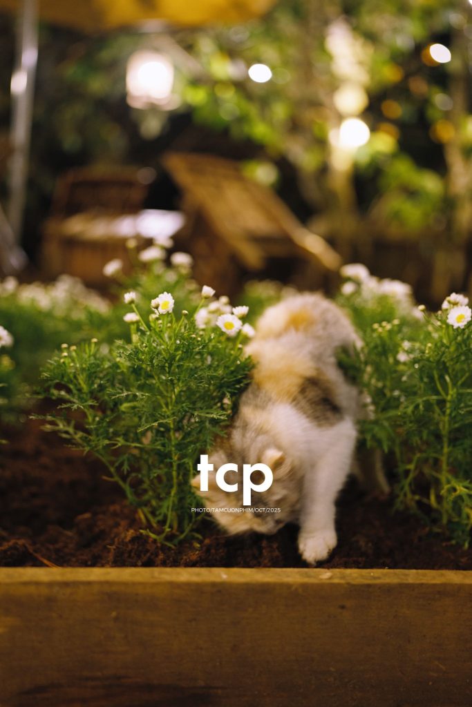 Tám Cuộn Phim - Khi cả đàn quyết định chiếm đóng vỉa hè phố núi