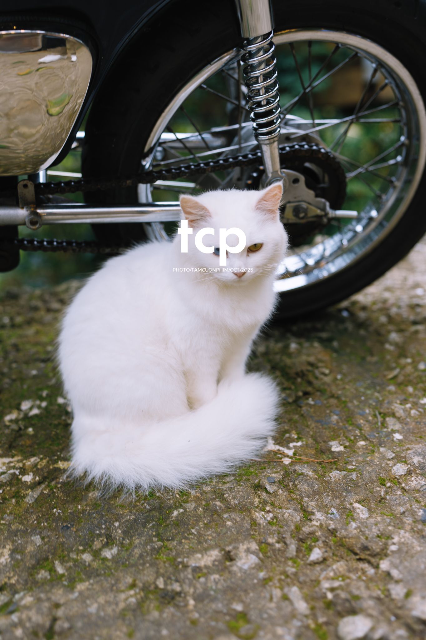 Tám Cuộn Phim - Khi cả đàn quyết định chiếm đóng vỉa hè phố núi