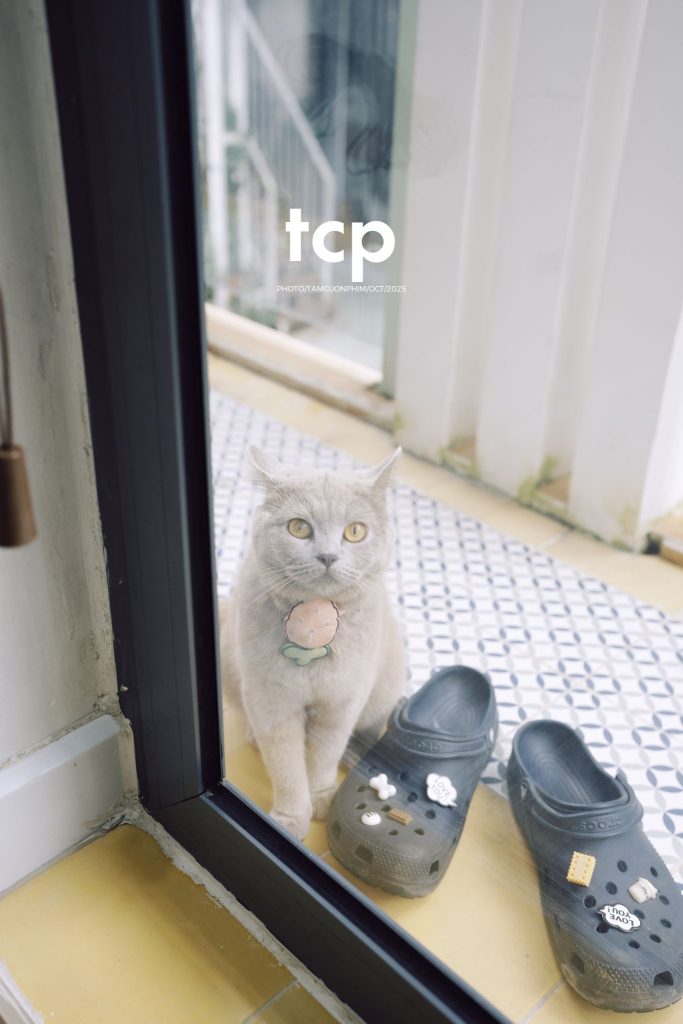Tám Cuộn Phim - Khi cả đàn quyết định chiếm đóng vỉa hè phố núi