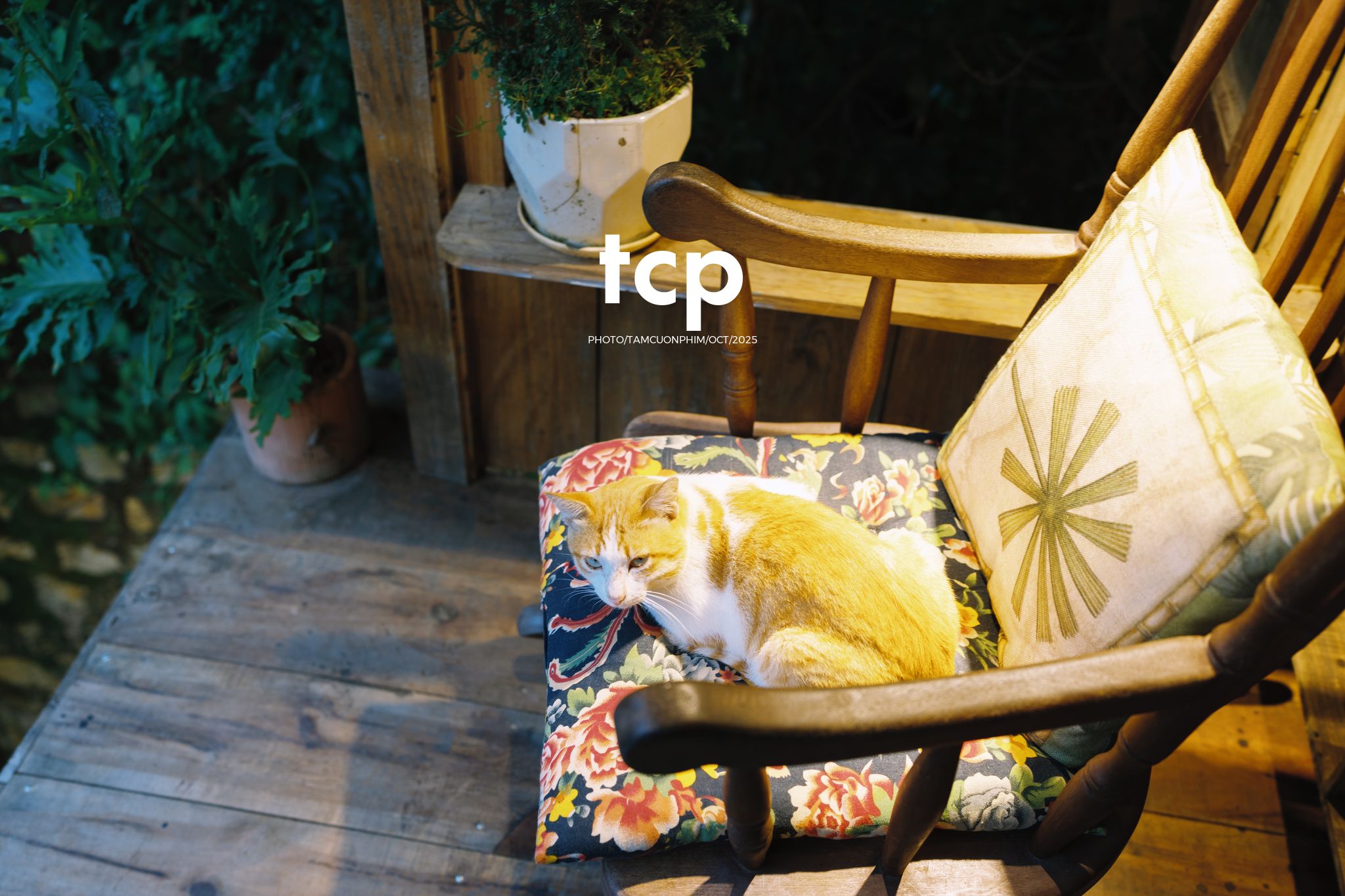 Tám Cuộn Phim - Khi cả đàn quyết định chiếm đóng vỉa hè phố núi