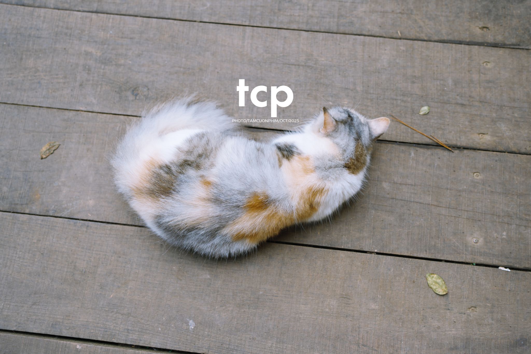 Tám Cuộn Phim - Khi cả đàn quyết định chiếm đóng vỉa hè phố núi