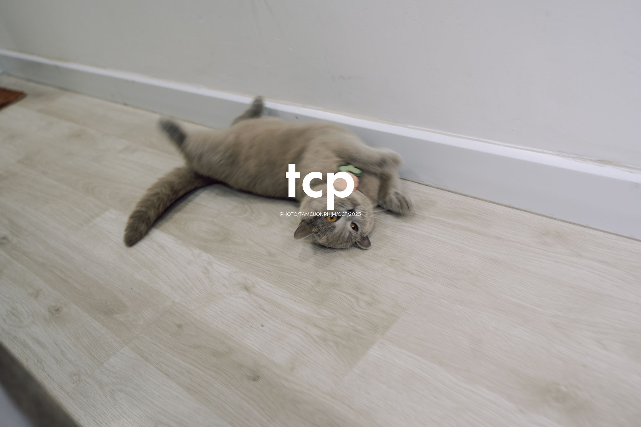 Tám Cuộn Phim - Khi cả đàn quyết định chiếm đóng vỉa hè phố núi