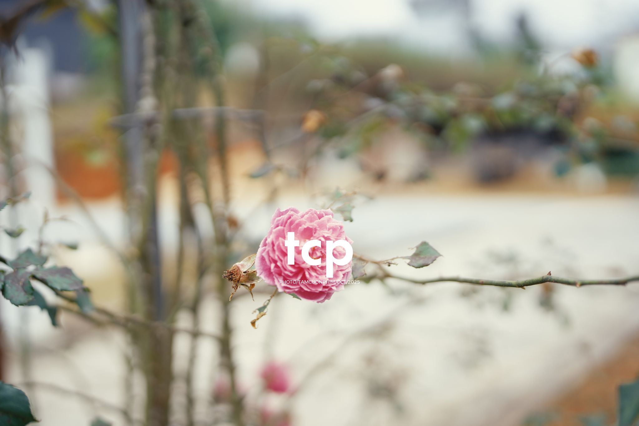 Tám Cuộn Phim - Những nhịp sống dịu dàng giữa lòng cao nguyên