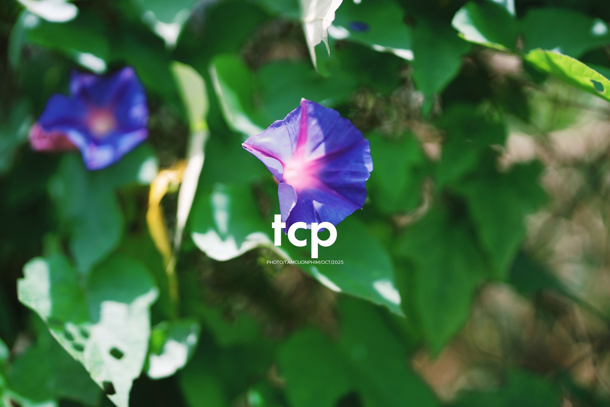 Tám Cuộn Phim - Những nhịp sống dịu dàng giữa lòng cao nguyên