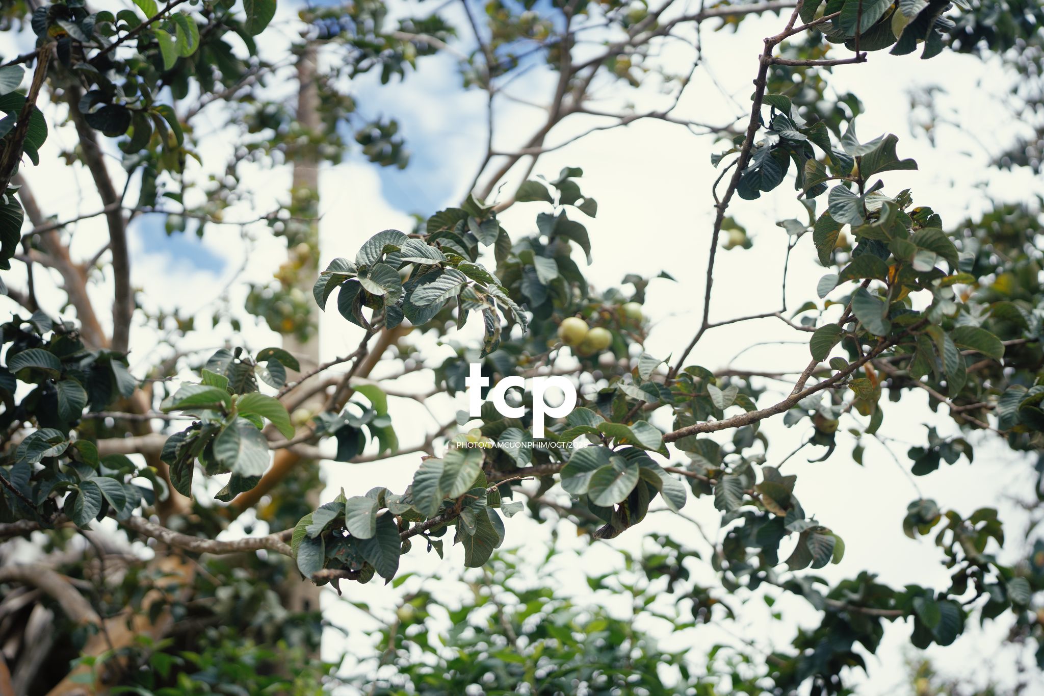 Tám Cuộn Phim - Những nhịp sống dịu dàng giữa lòng cao nguyên