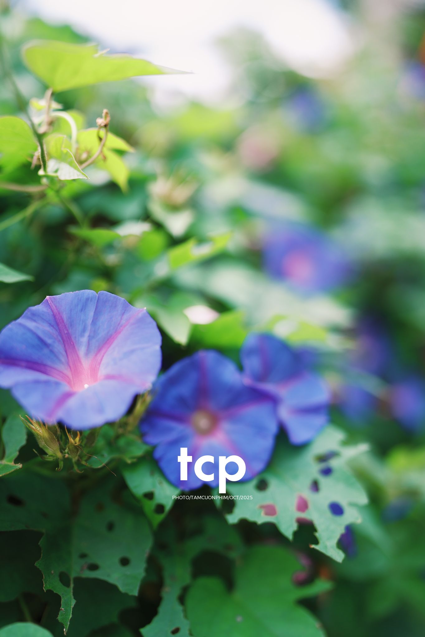 Tám Cuộn Phim - Những nhịp sống dịu dàng giữa lòng cao nguyên