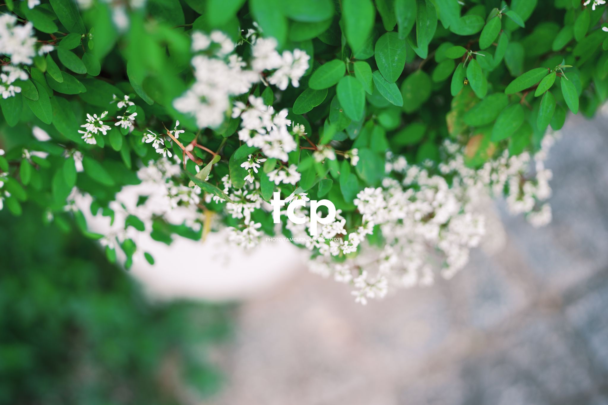 Tám Cuộn Phim - Những nhịp sống dịu dàng giữa lòng cao nguyên