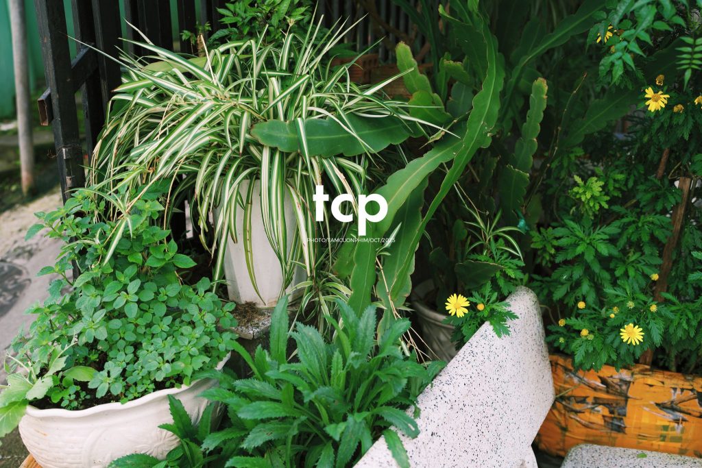 Tám Cuộn Phim - Những nhịp sống dịu dàng giữa lòng cao nguyên