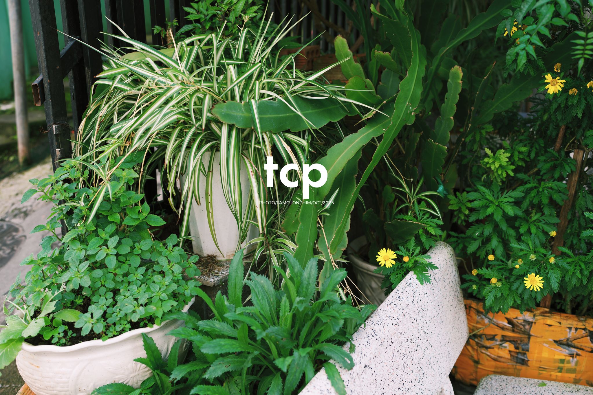 Tám Cuộn Phim - Những nhịp sống dịu dàng giữa lòng cao nguyên