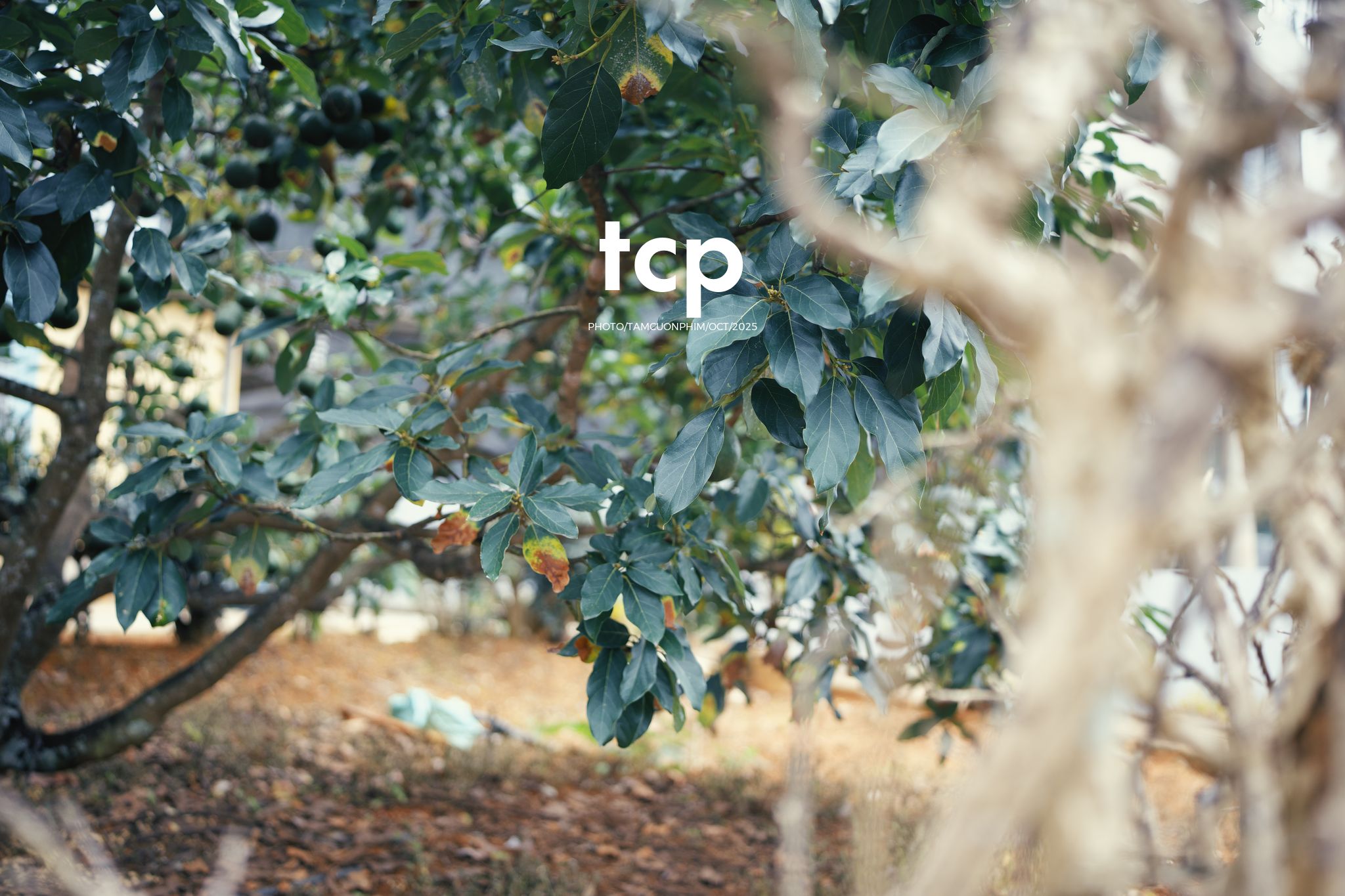 Tám Cuộn Phim - Những nhịp sống dịu dàng giữa lòng cao nguyên