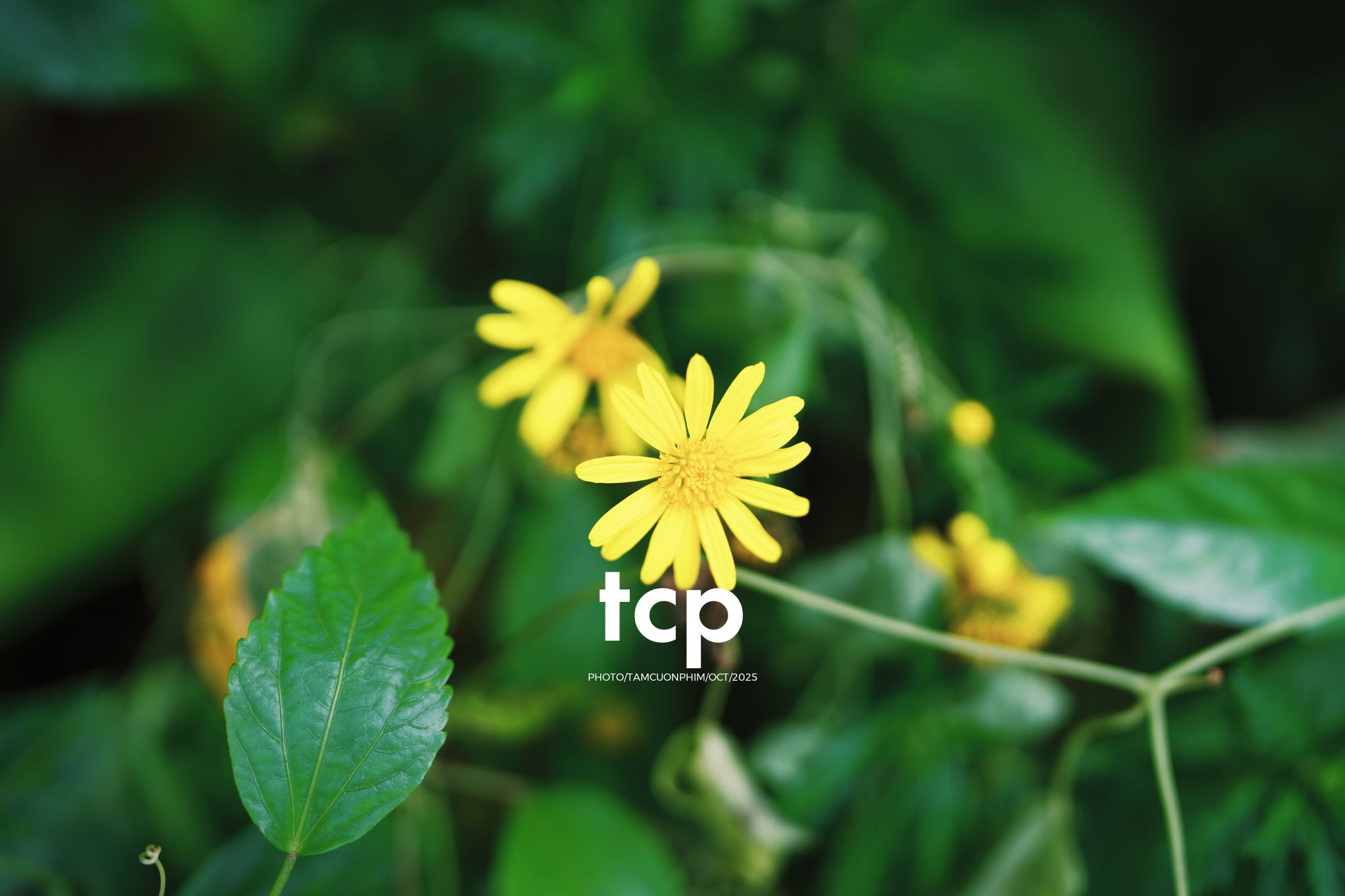 Tám Cuộn Phim - Những nhịp sống dịu dàng giữa lòng cao nguyên