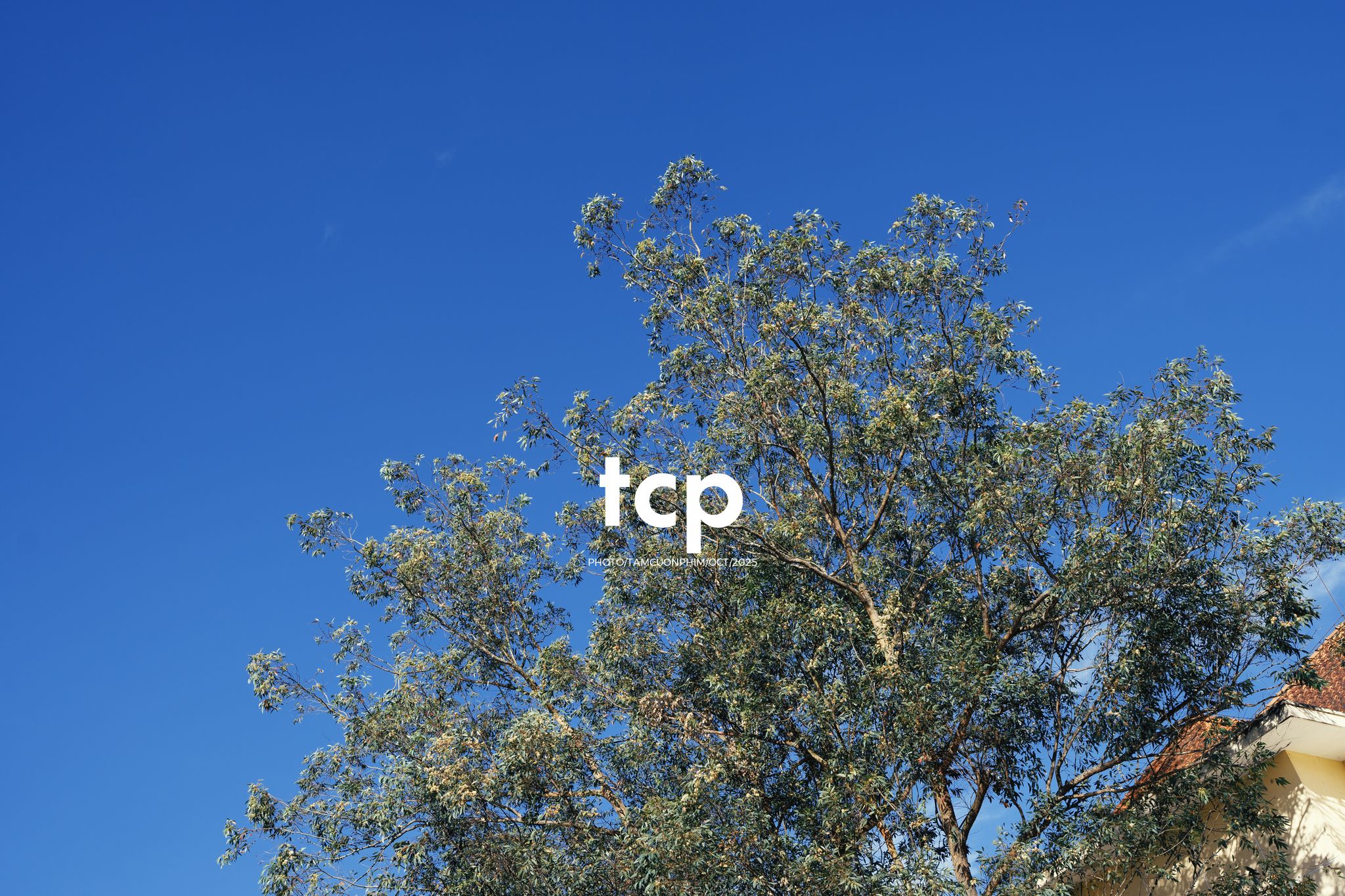 Tám Cuộn Phim - Những nhịp sống dịu dàng giữa lòng cao nguyên