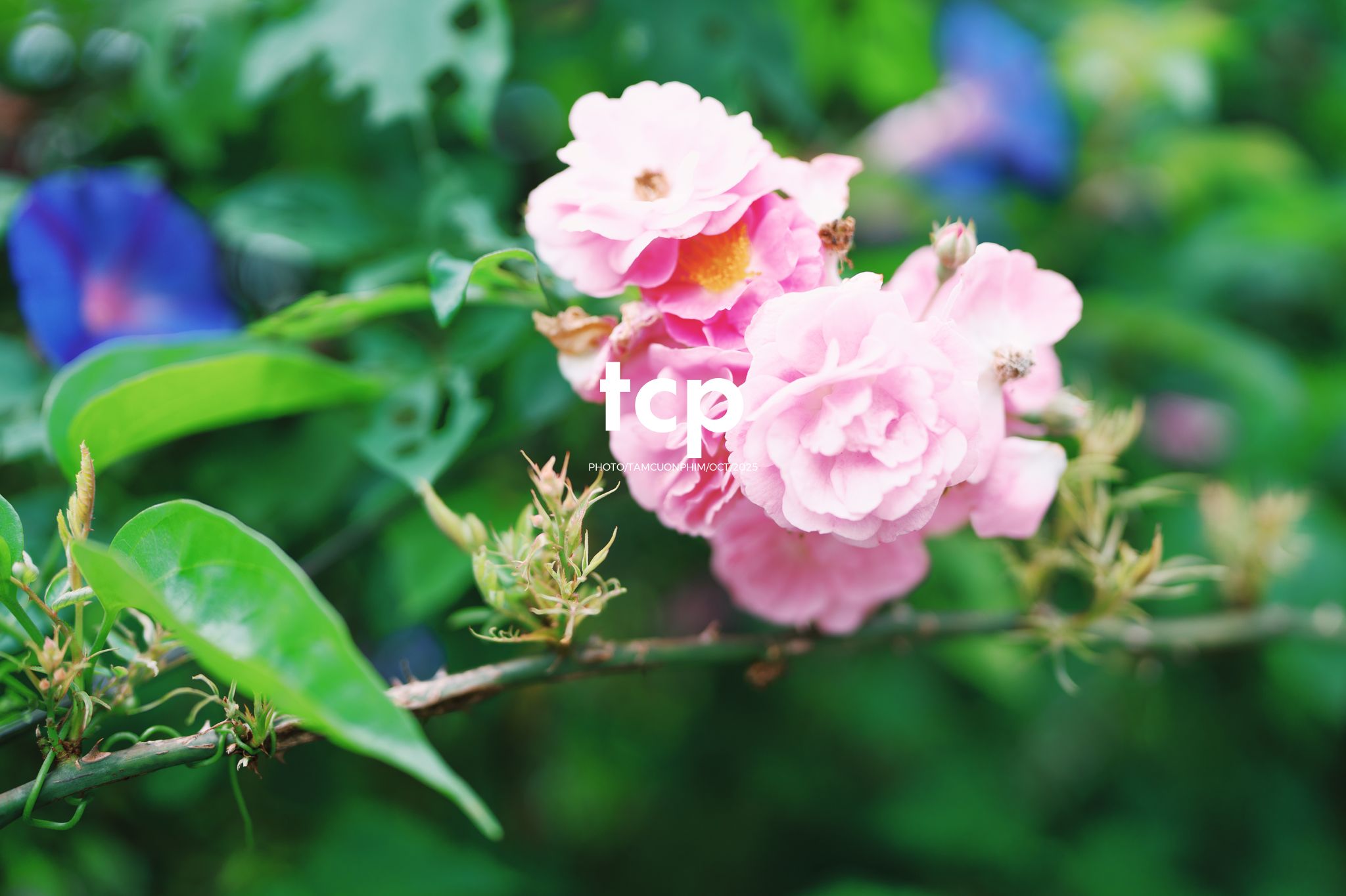 Tám Cuộn Phim - Những nhịp sống dịu dàng giữa lòng cao nguyên