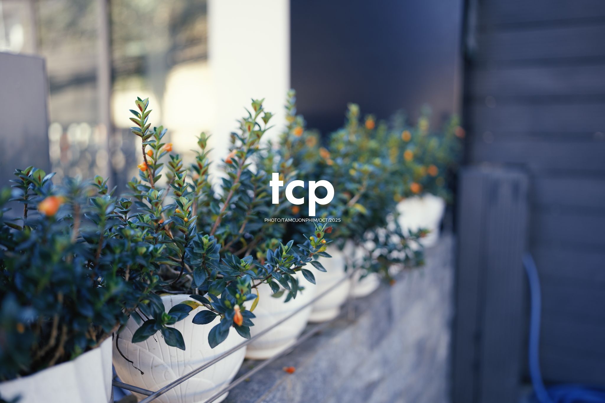 Tám Cuộn Phim - Những nhịp sống dịu dàng giữa lòng cao nguyên