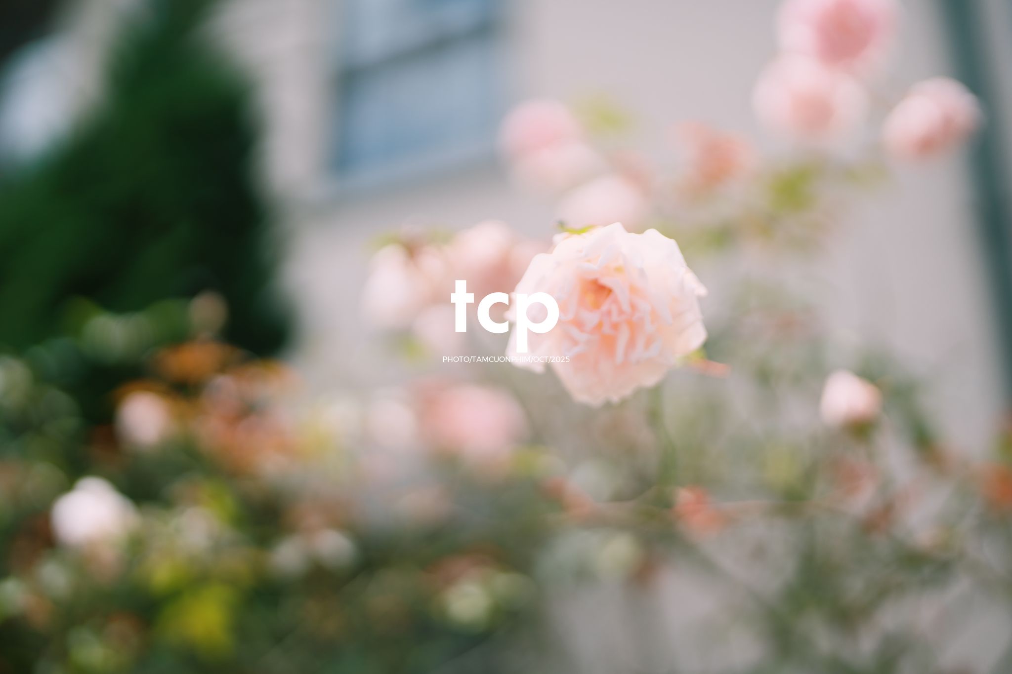 Tám Cuộn Phim - KHOẢNG TRỜI RIÊNG GIỮA MIỀN CẢNH QUAN