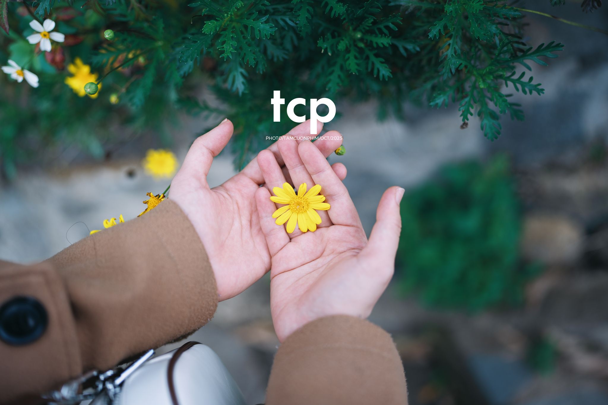 Tám Cuộn Phim - Xếp lại ống kính và chiếc bánh tráng nướng vẫn còn nóng hổi