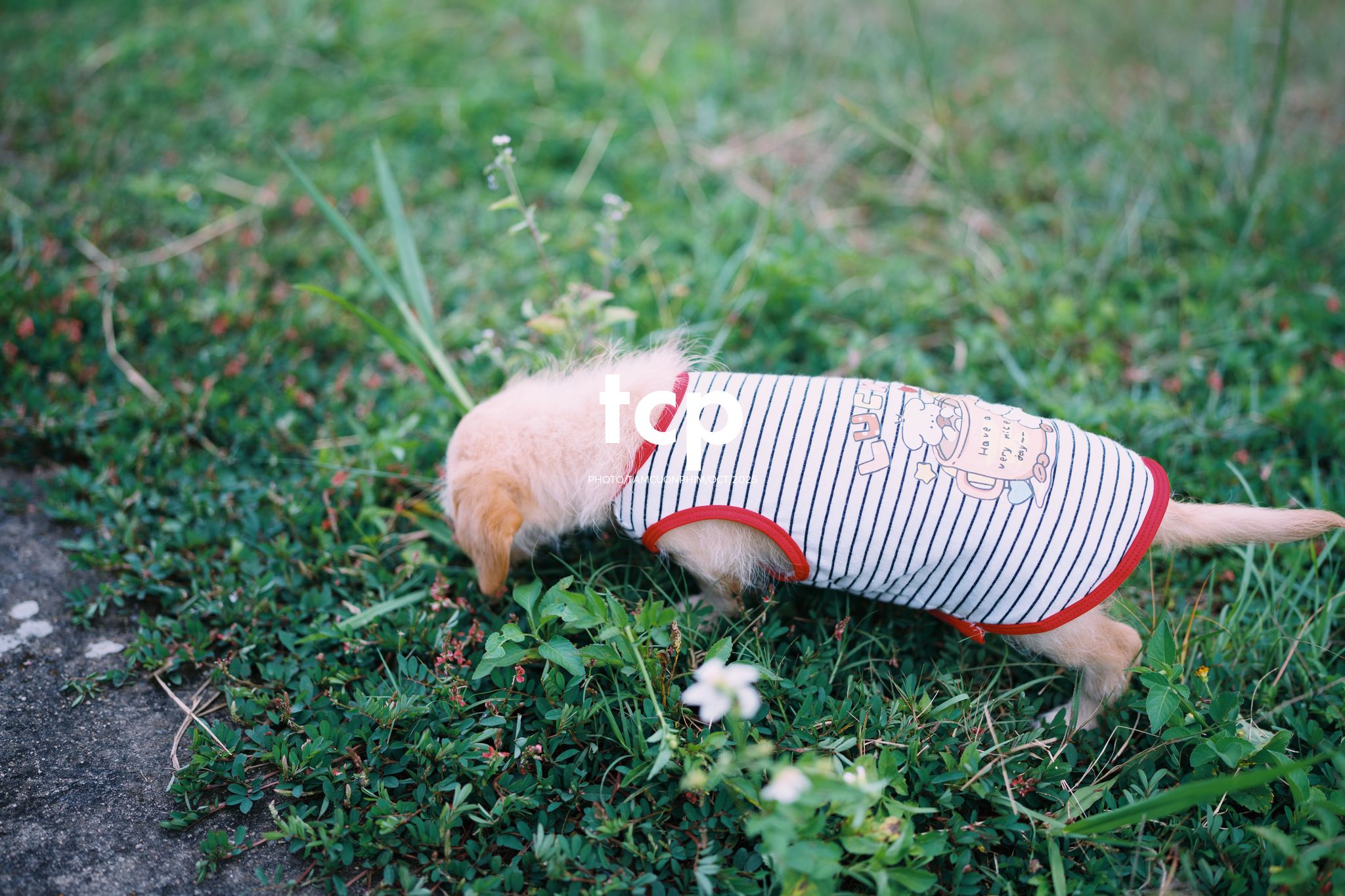 Tám Cuộn Phim - Xếp lại ống kính và chiếc bánh tráng nướng vẫn còn nóng hổi