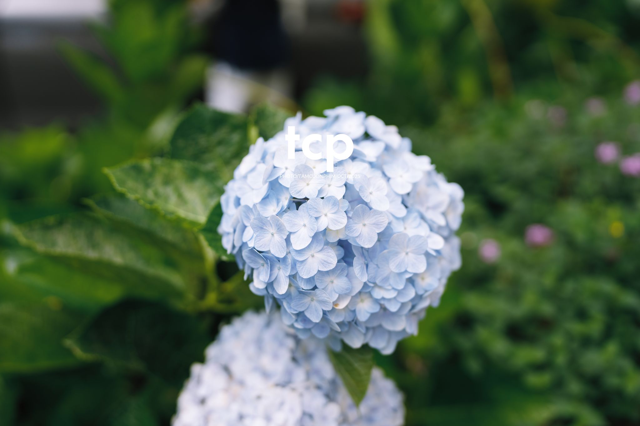 Tám Cuộn Phim - Xếp lại ống kính và chiếc bánh tráng nướng vẫn còn nóng hổi