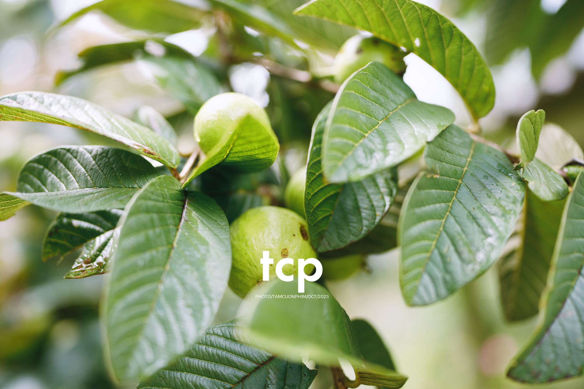 Tám Cuộn Phim - Ai mà chẳng muốn một lần trốn phố lên rừng để tìm chút bình yên?