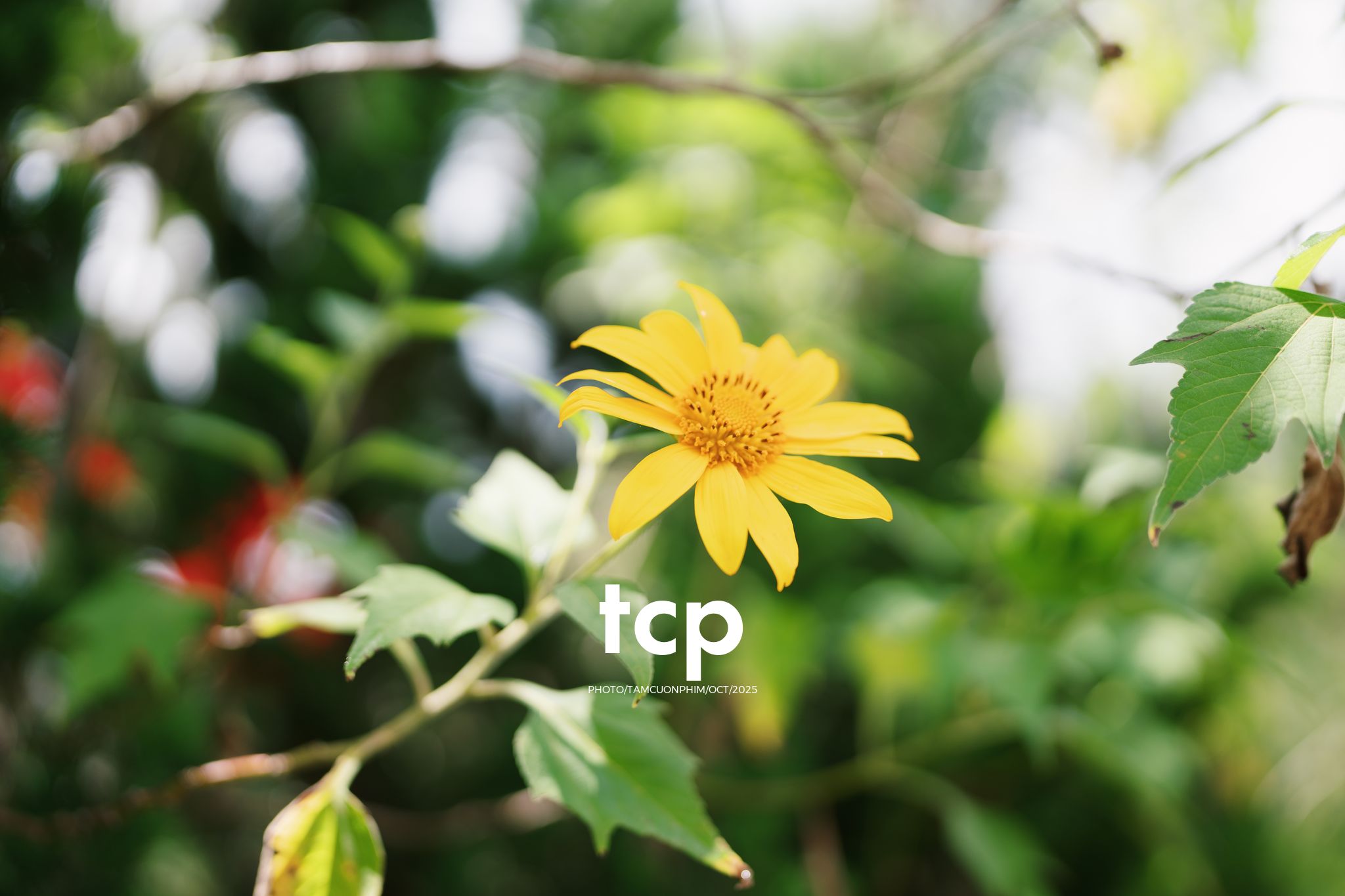 Tám Cuộn Phim - Ai mà chẳng muốn một lần trốn phố lên rừng để tìm chút bình yên?