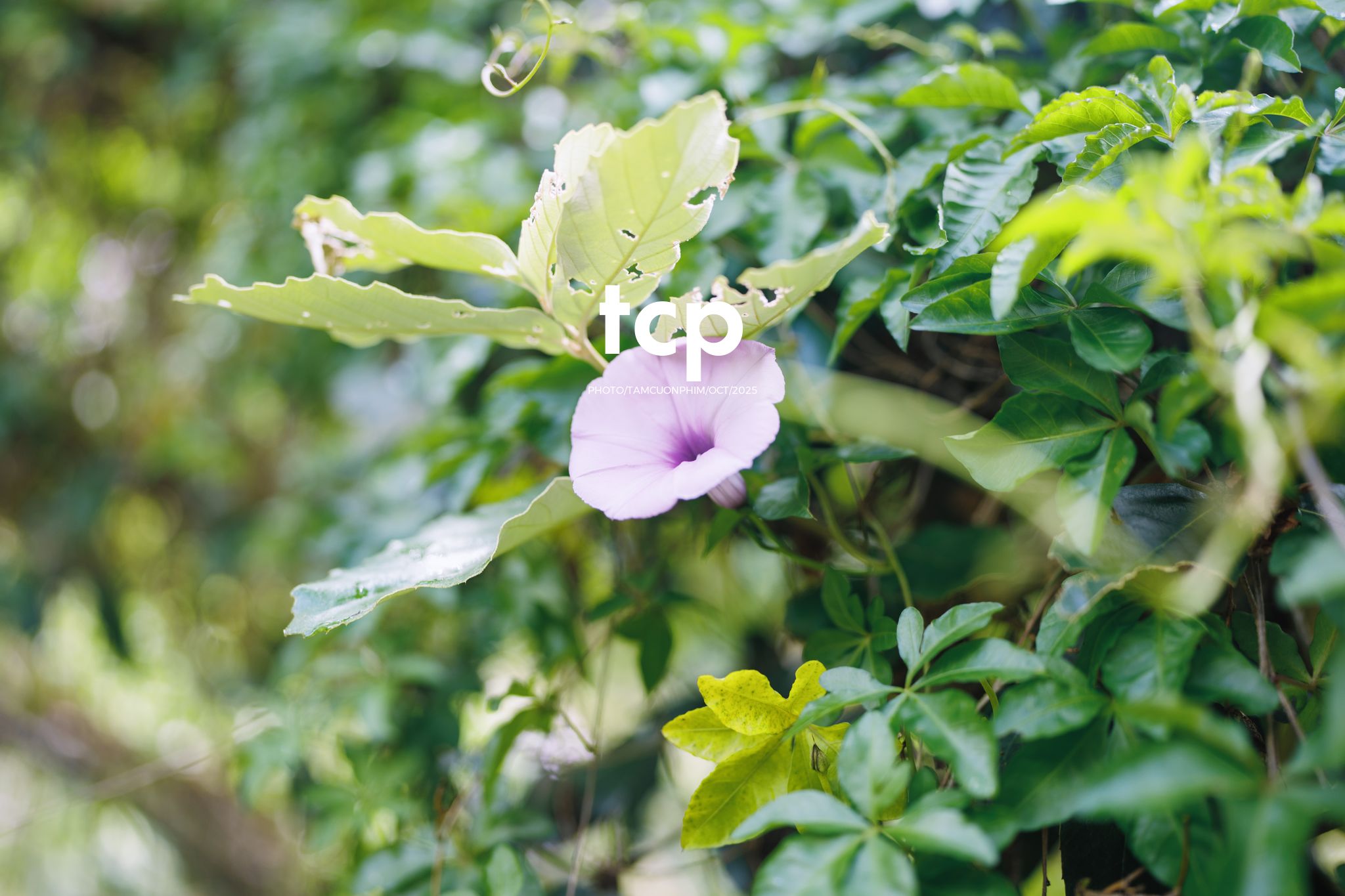 Tám Cuộn Phim - Ai mà chẳng muốn một lần trốn phố lên rừng để tìm chút bình yên?