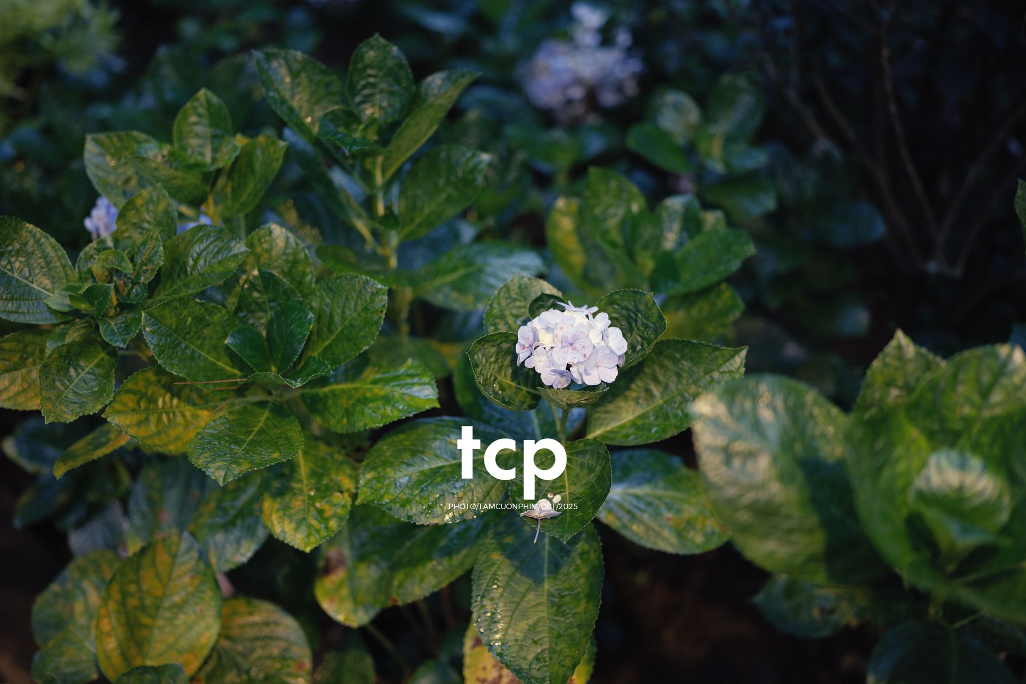 Tám Cuộn Phim - Sương lạnh và áo khoác da lộn