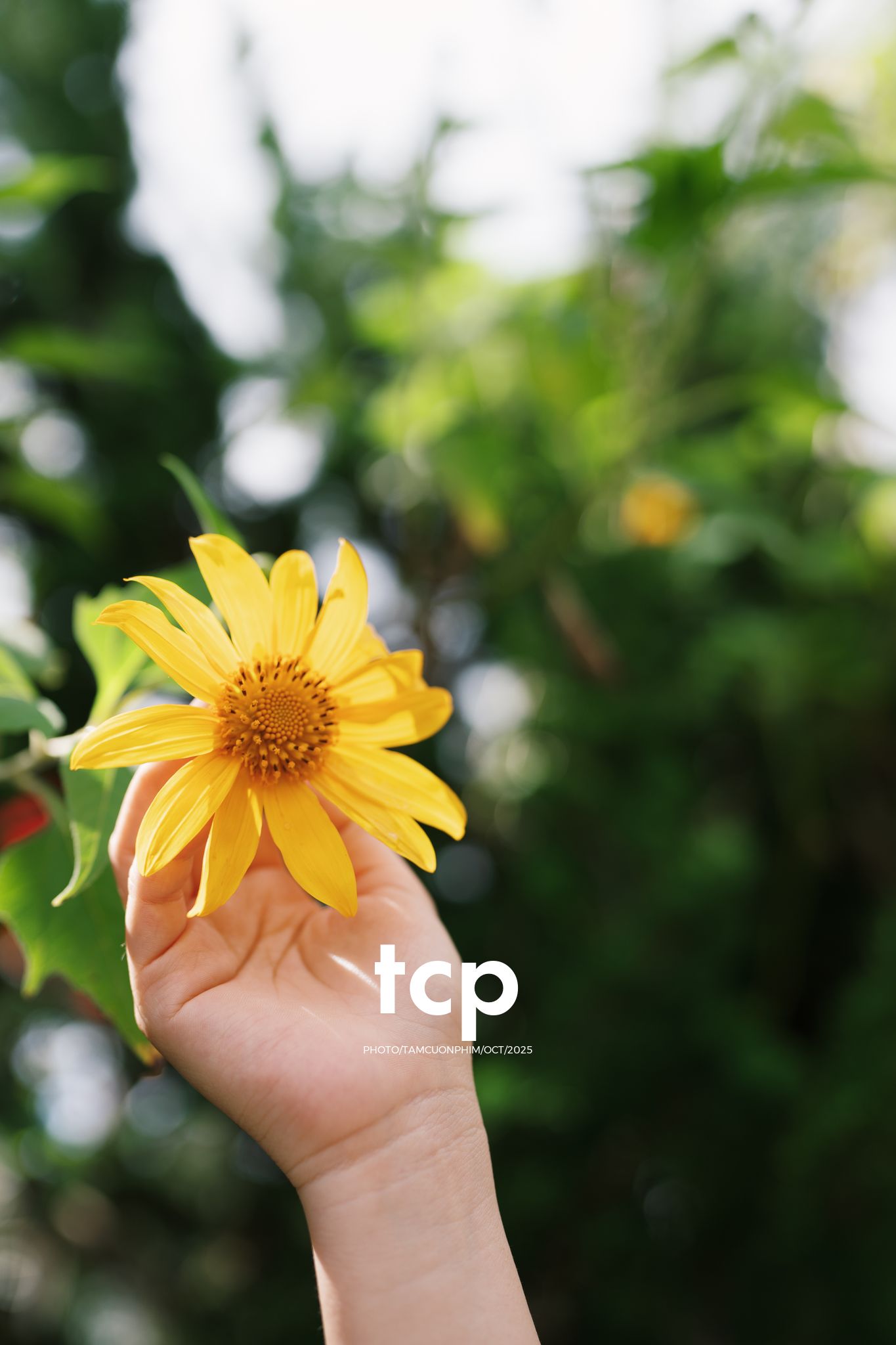 Tám Cuộn Phim - Sương lạnh và áo khoác da lộn