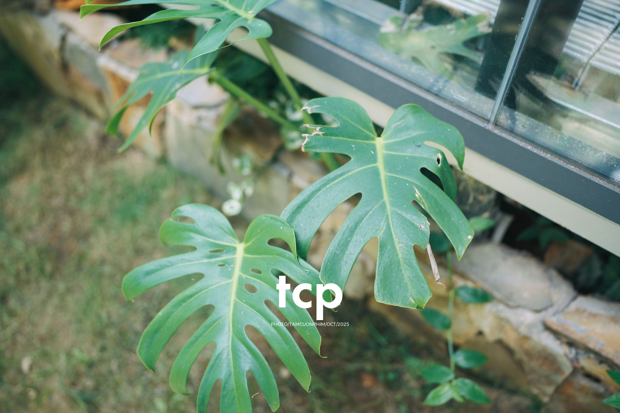 Tám Cuộn Phim - Ly cà phê đá tan chậm giữa sương mù cao nguyên