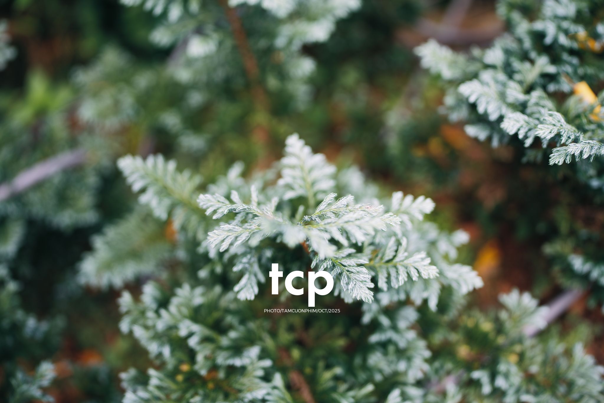 Tám Cuộn Phim - Phân cực vùng cao nguyên