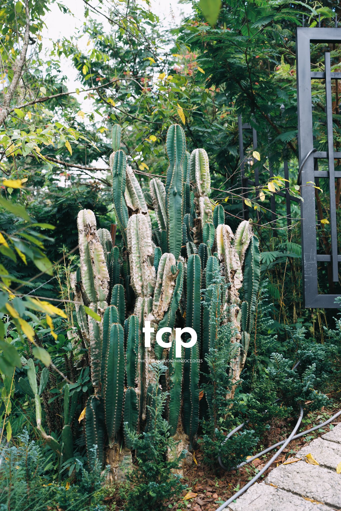 Tám Cuộn Phim - Phân cực vùng cao nguyên