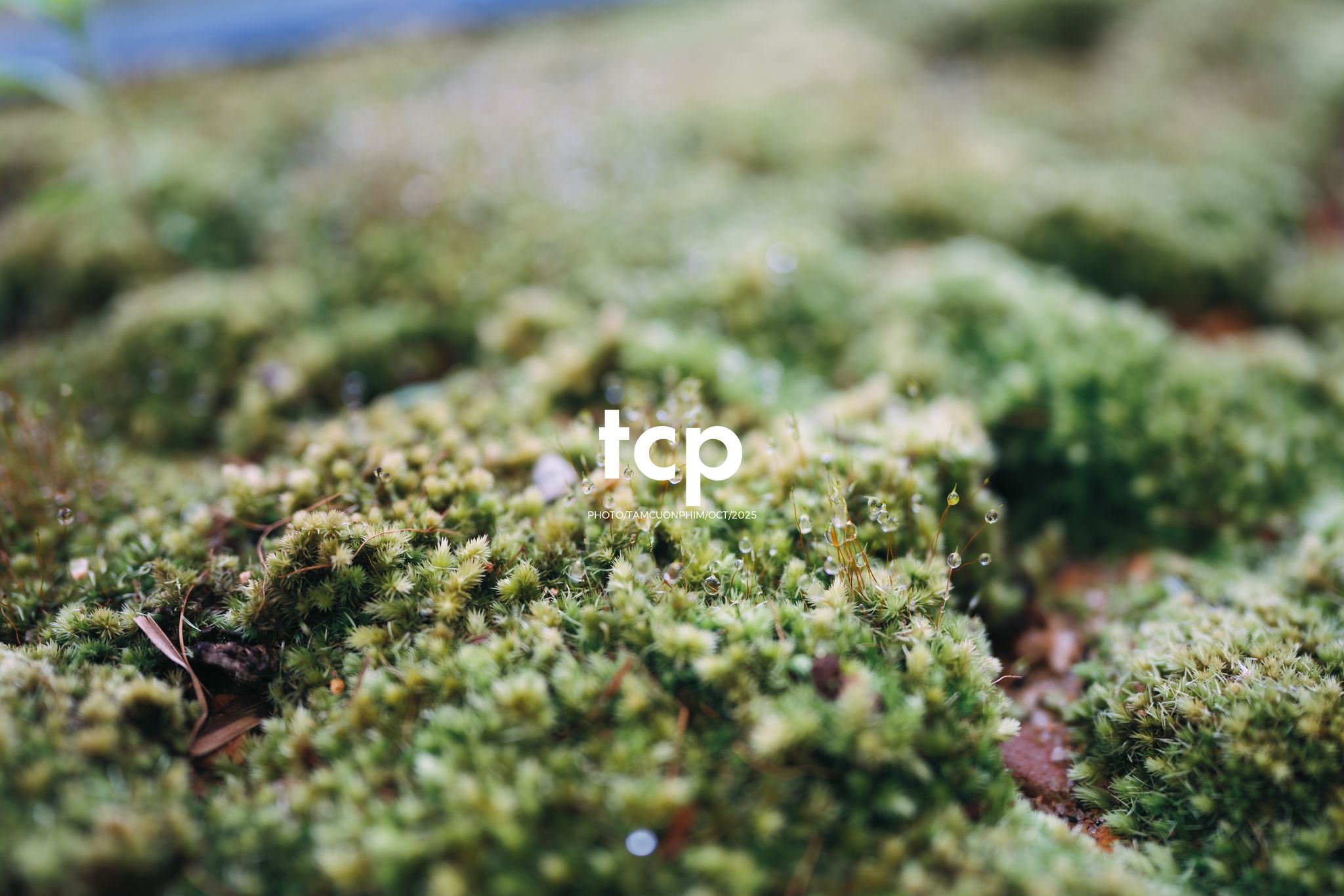 Tám Cuộn Phim - Phân cực vùng cao nguyên