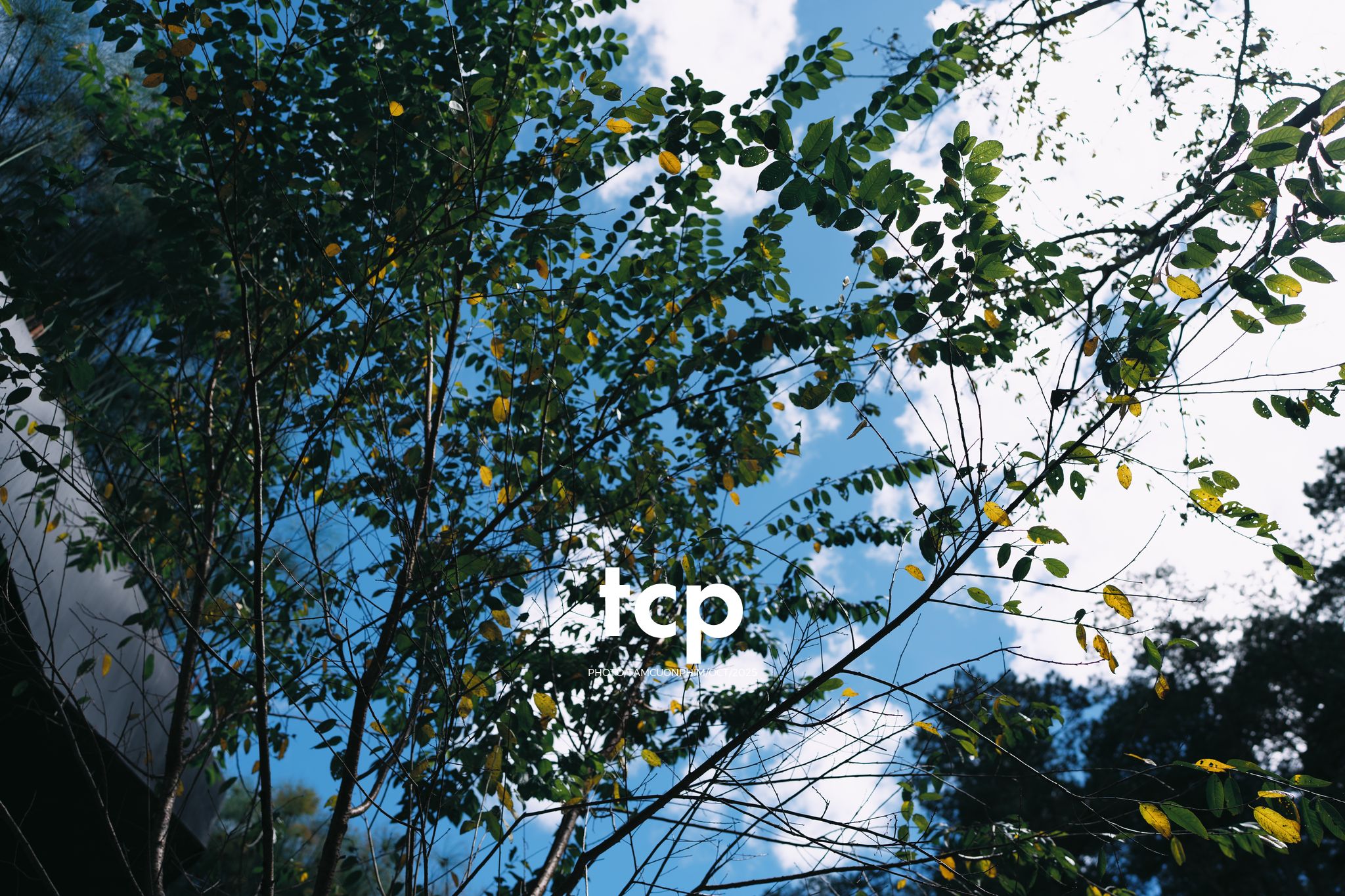 Tám Cuộn Phim - Phân cực vùng cao nguyên